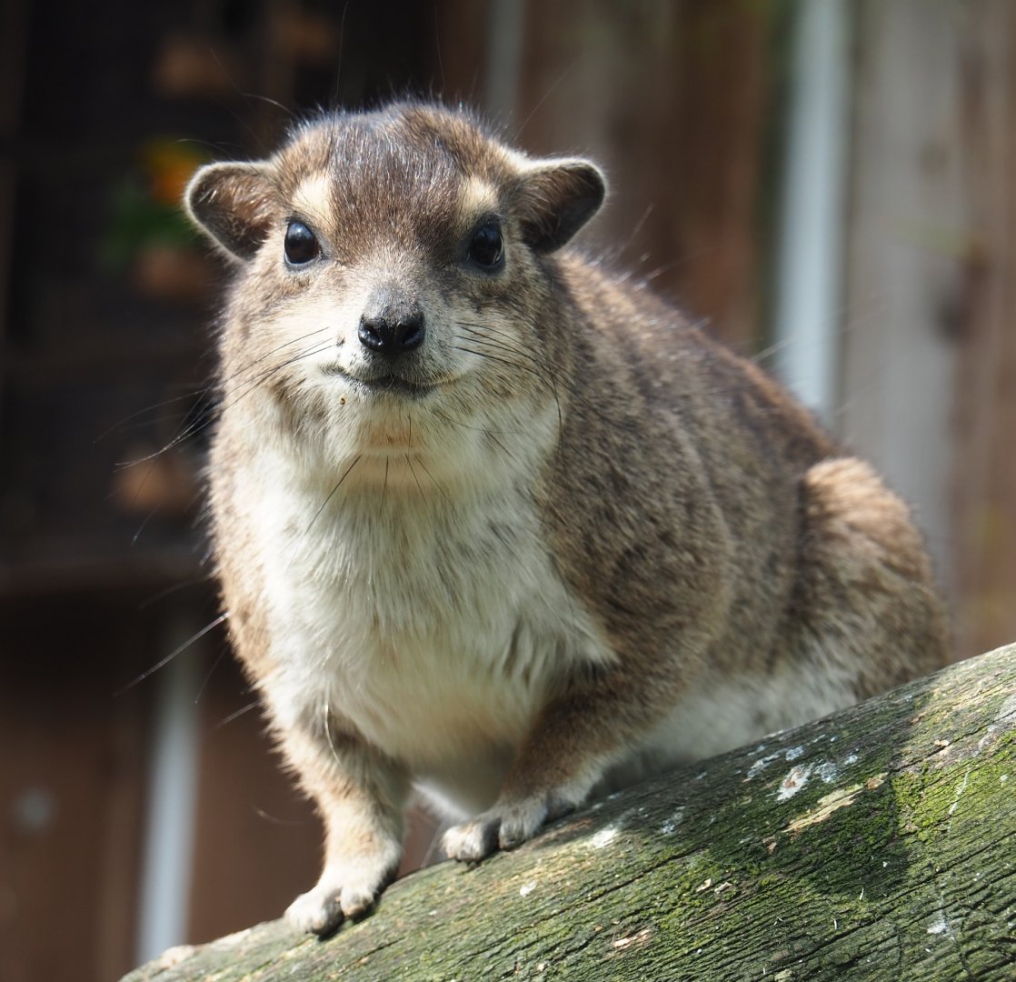 Yellow-spotted rock hyrax (Heterohyrax brucei), 2019-04-06