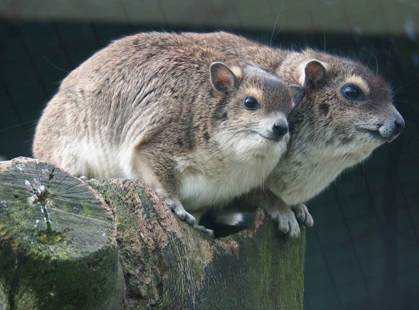 Yellow-spotted rock hyrax (Heterohyrax brucei), 2019-04-06