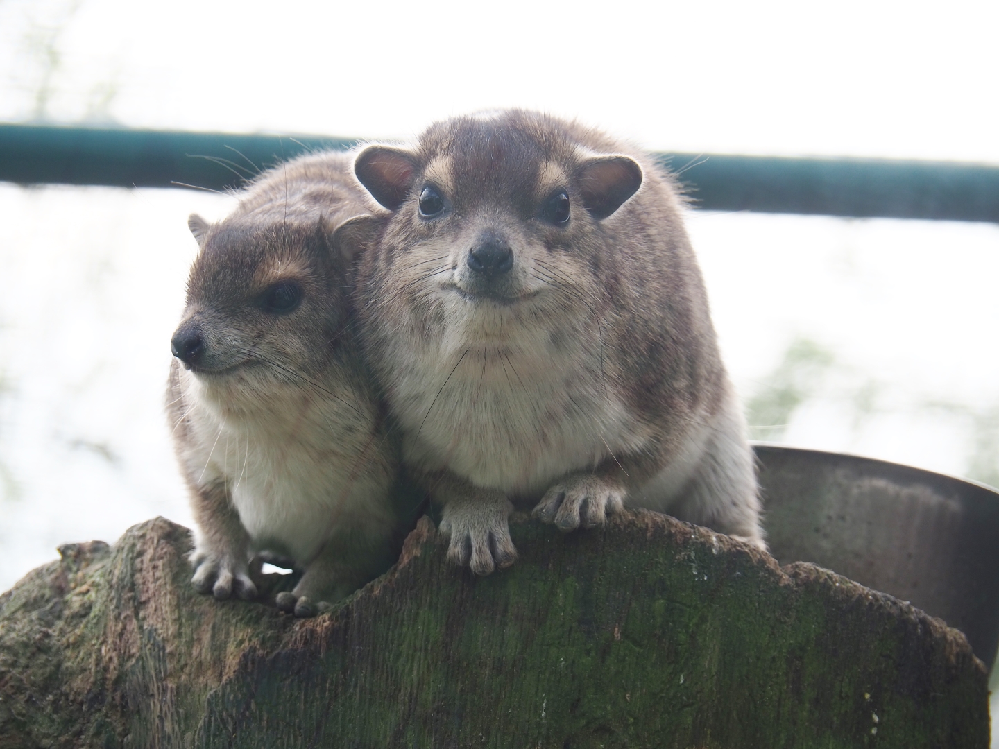 Yellow-spotted rock hyrax (Heterohyrax brucei), 2019-04-06
