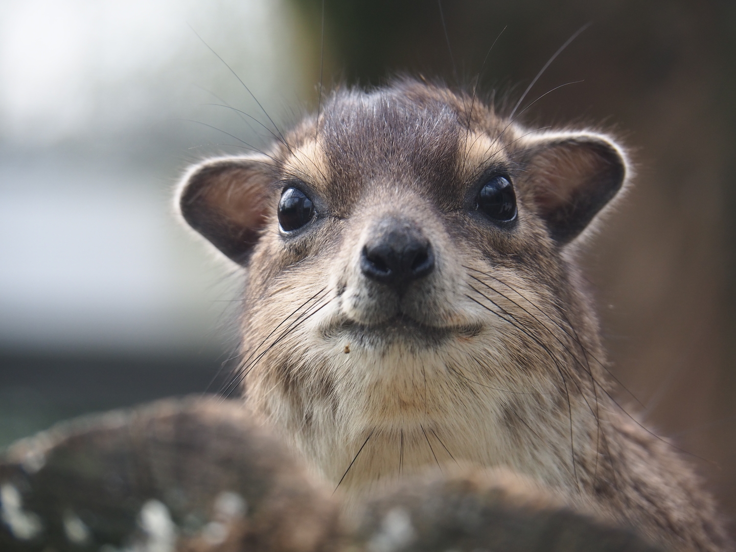 Yellow-spotted rock hyrax (Heterohyrax brucei), 2019-04-06