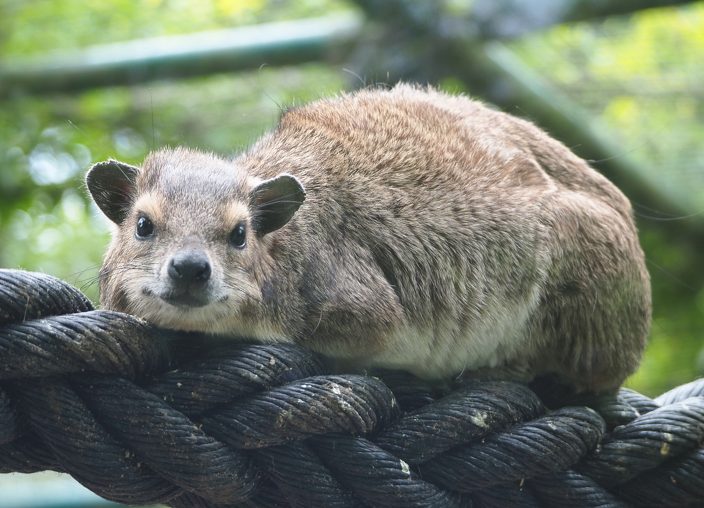 Yellow-spotted rock hyrax (Heterohyrax brucei), 2022-05-17