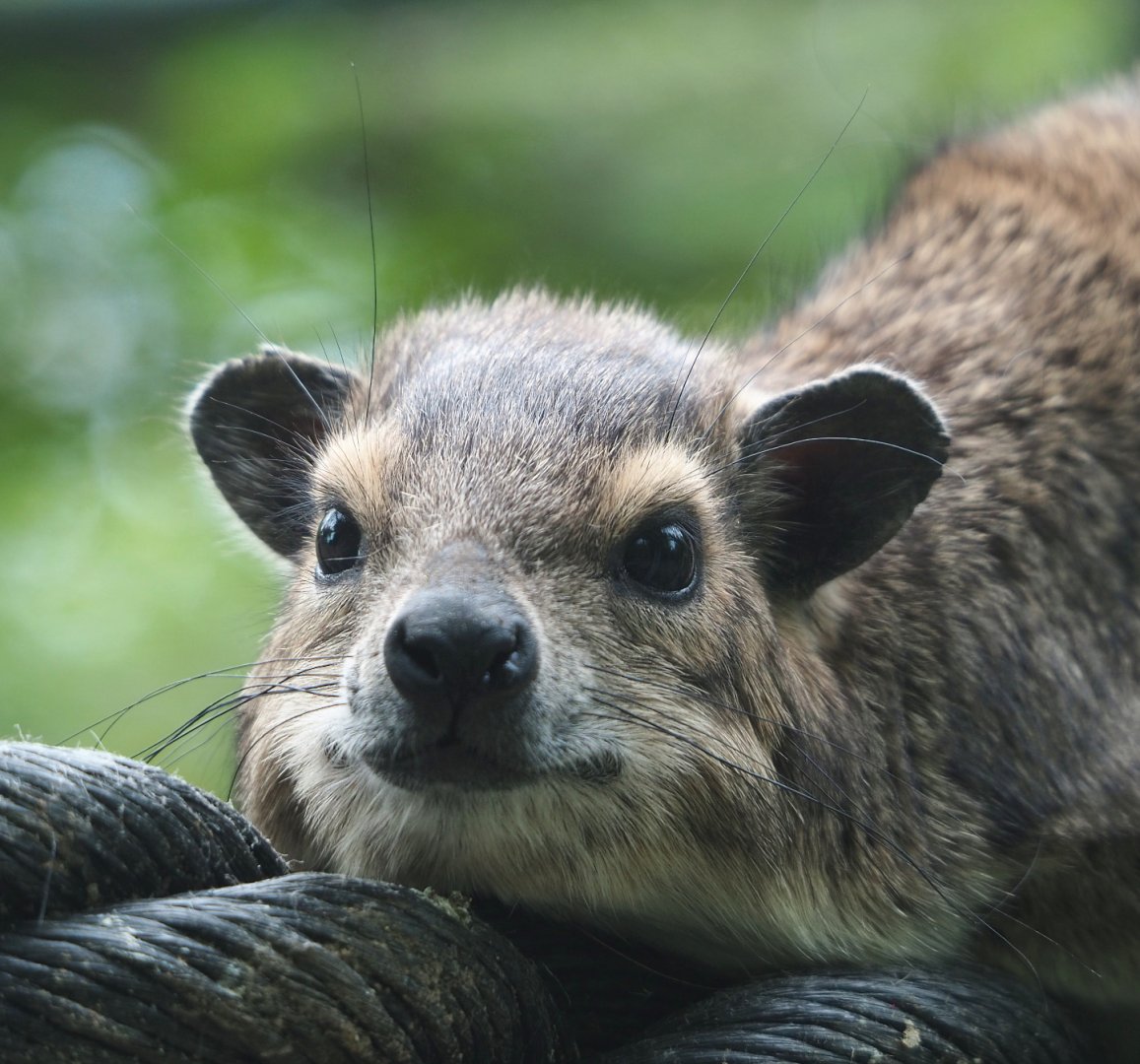 Yellow-spotted rock hyrax (Heterohyrax brucei), 2022-05-17
