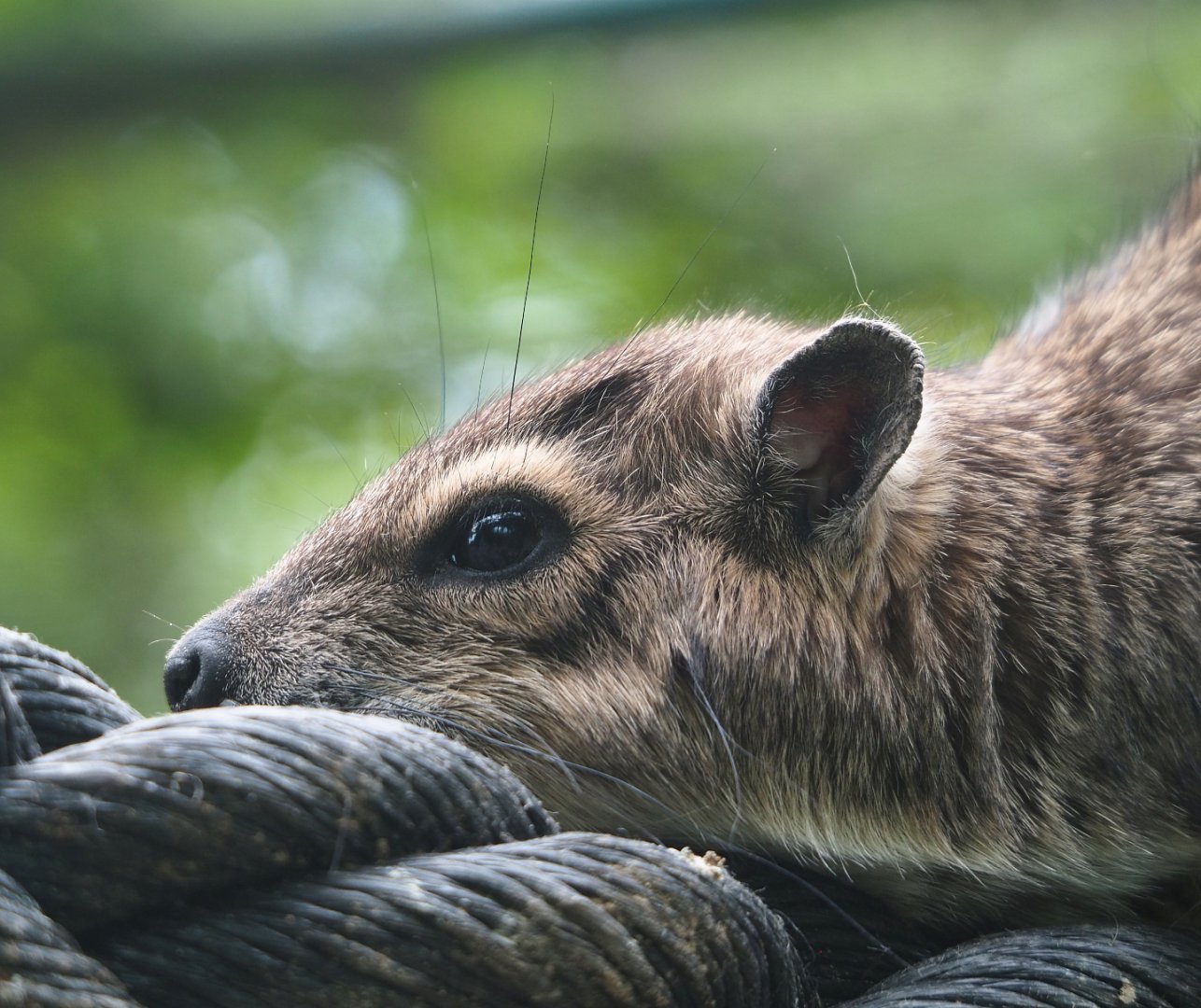 Yellow-spotted rock hyrax (Heterohyrax brucei), 2022-05-17