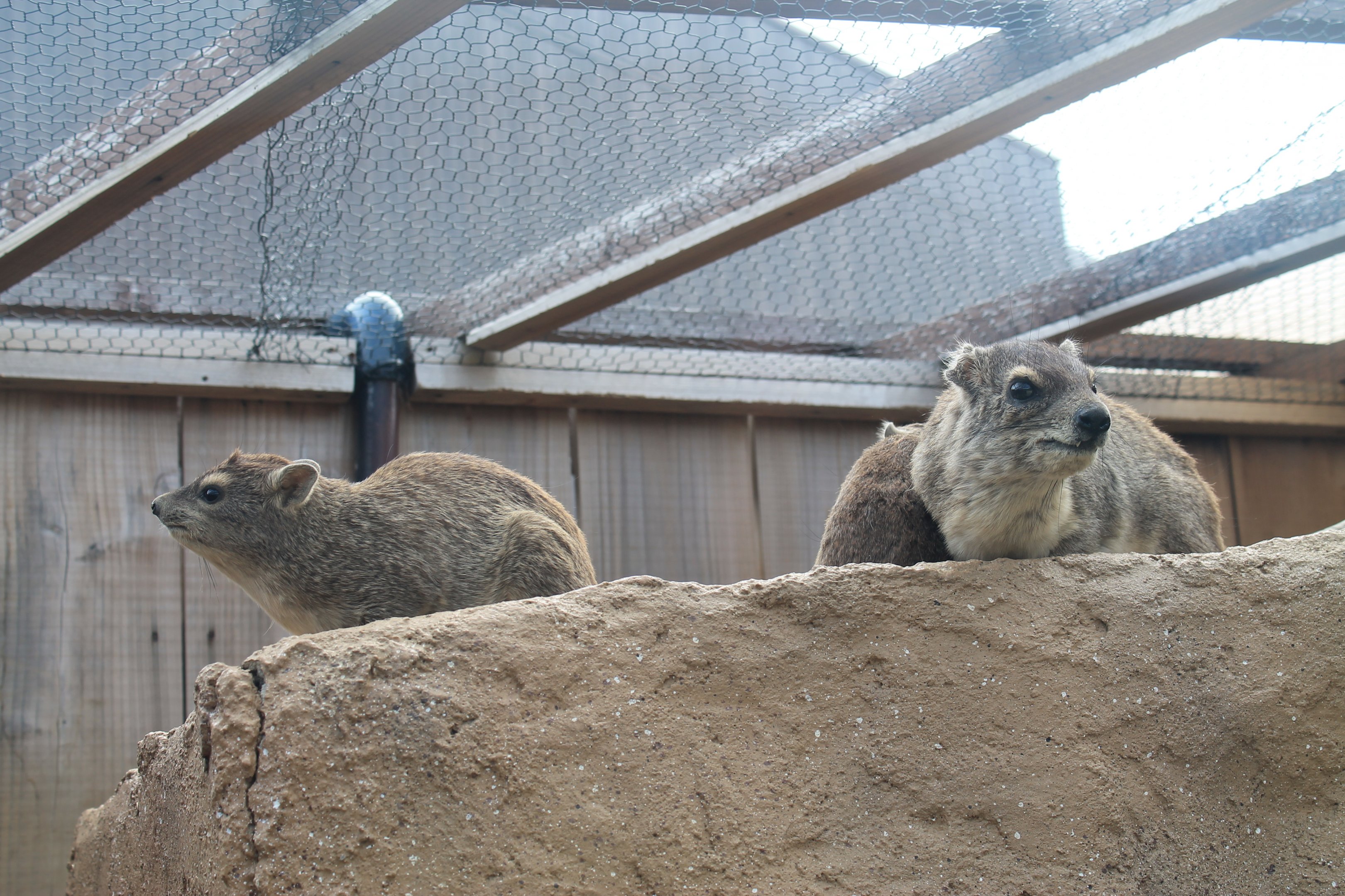 Yellow-spotted Rock Hyrax (Heterohyrax brucei) - Saitama Childrens Zoo