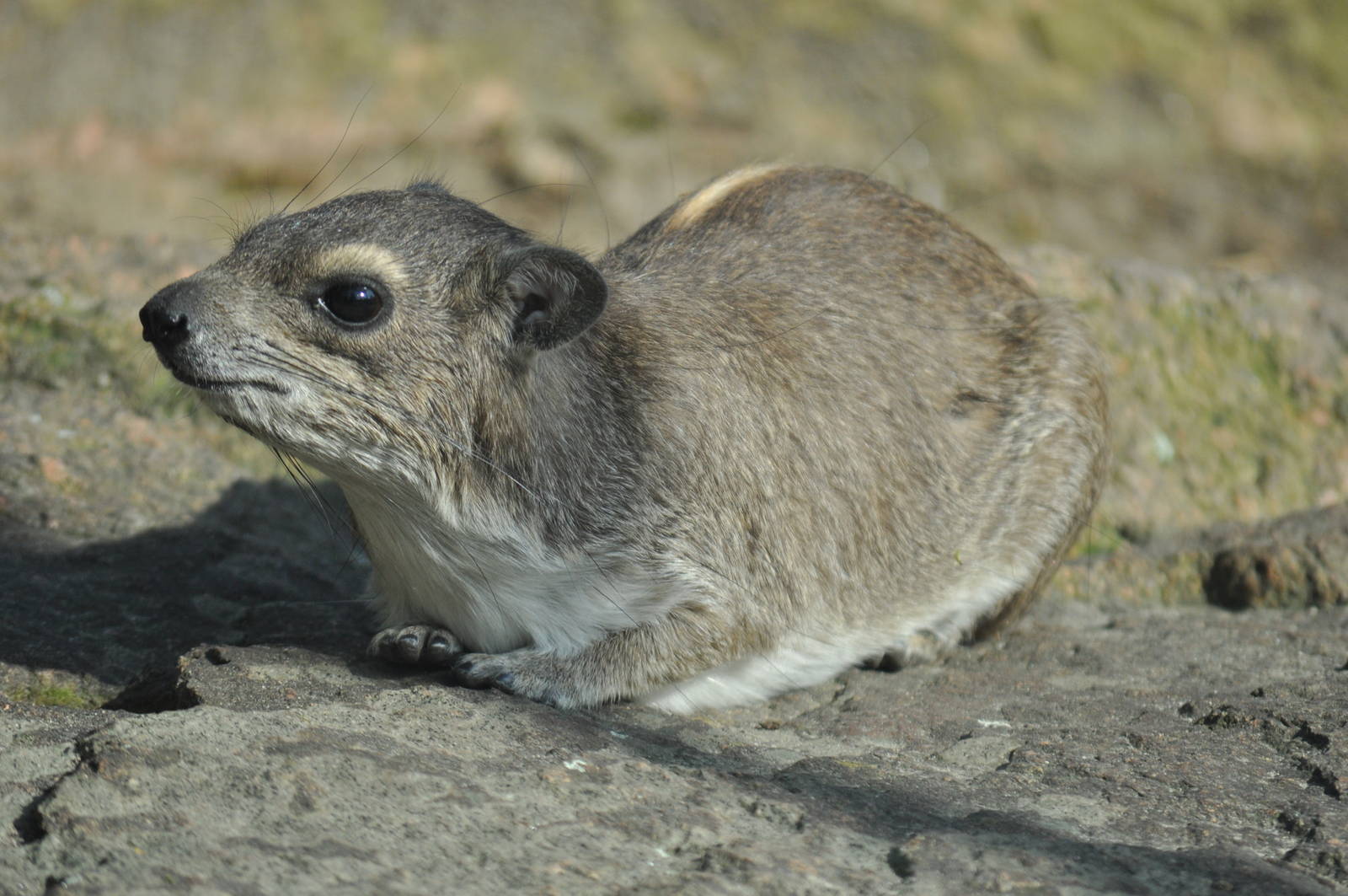 Yellow-spotted rock hyrax (Heterohyrax brucei)