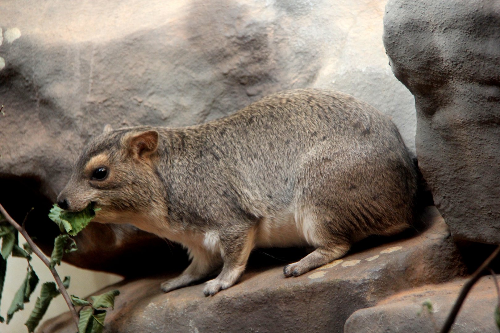 yellow-spotted rock hyrax (Heterohyrax brucei)