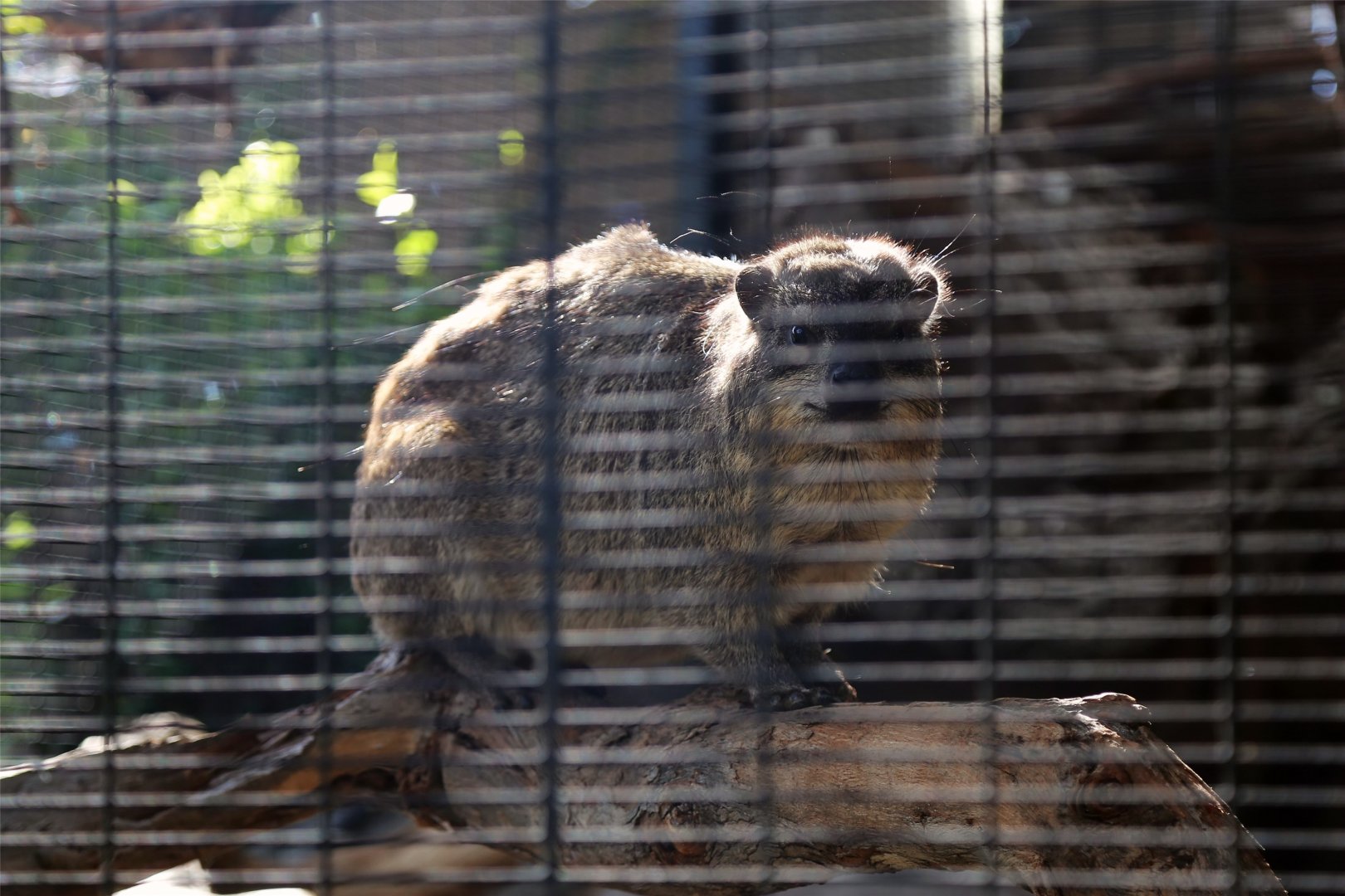 Yellow-spotted rock hyrax (Heterohyrax brucei)