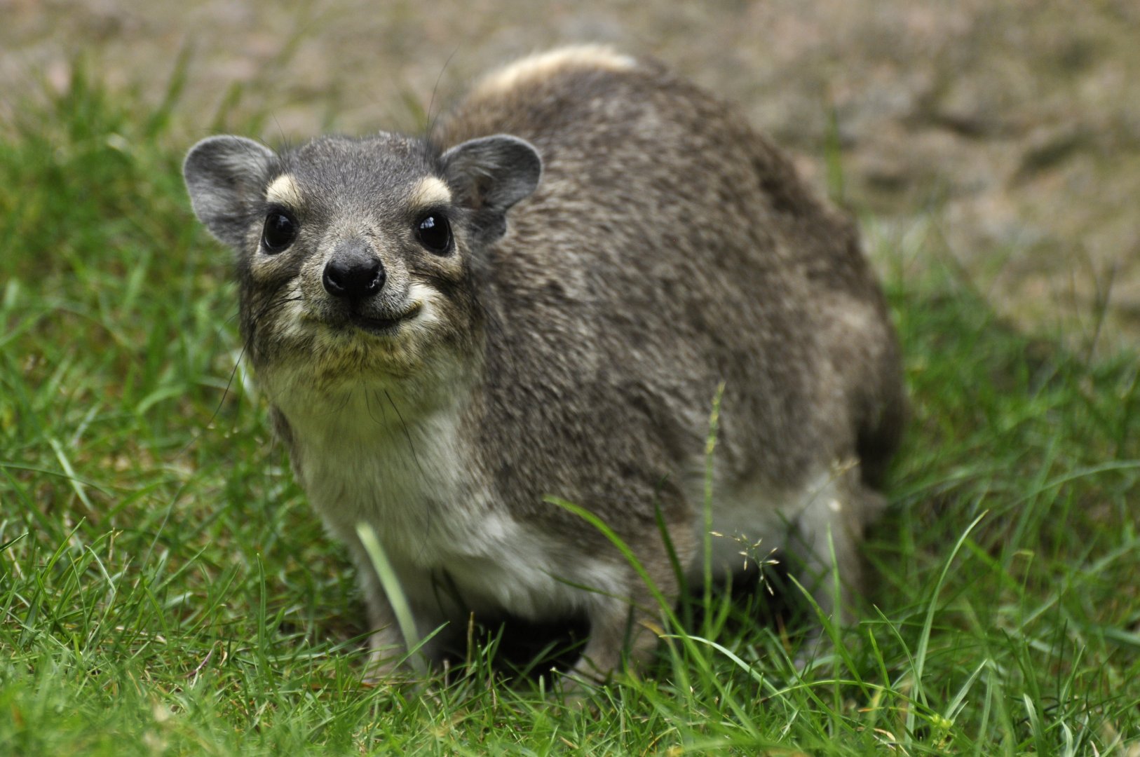 Yellow-Spotted Rock Hyrax (Heterohyrax brucei)