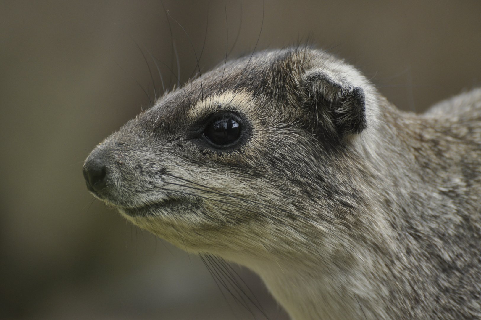 Yellow-Spotted Rock Hyrax (Heterohyrax brucei)
