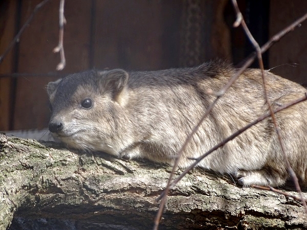 Yellow-spotted rock hyrax (Heterohyrax brucei)