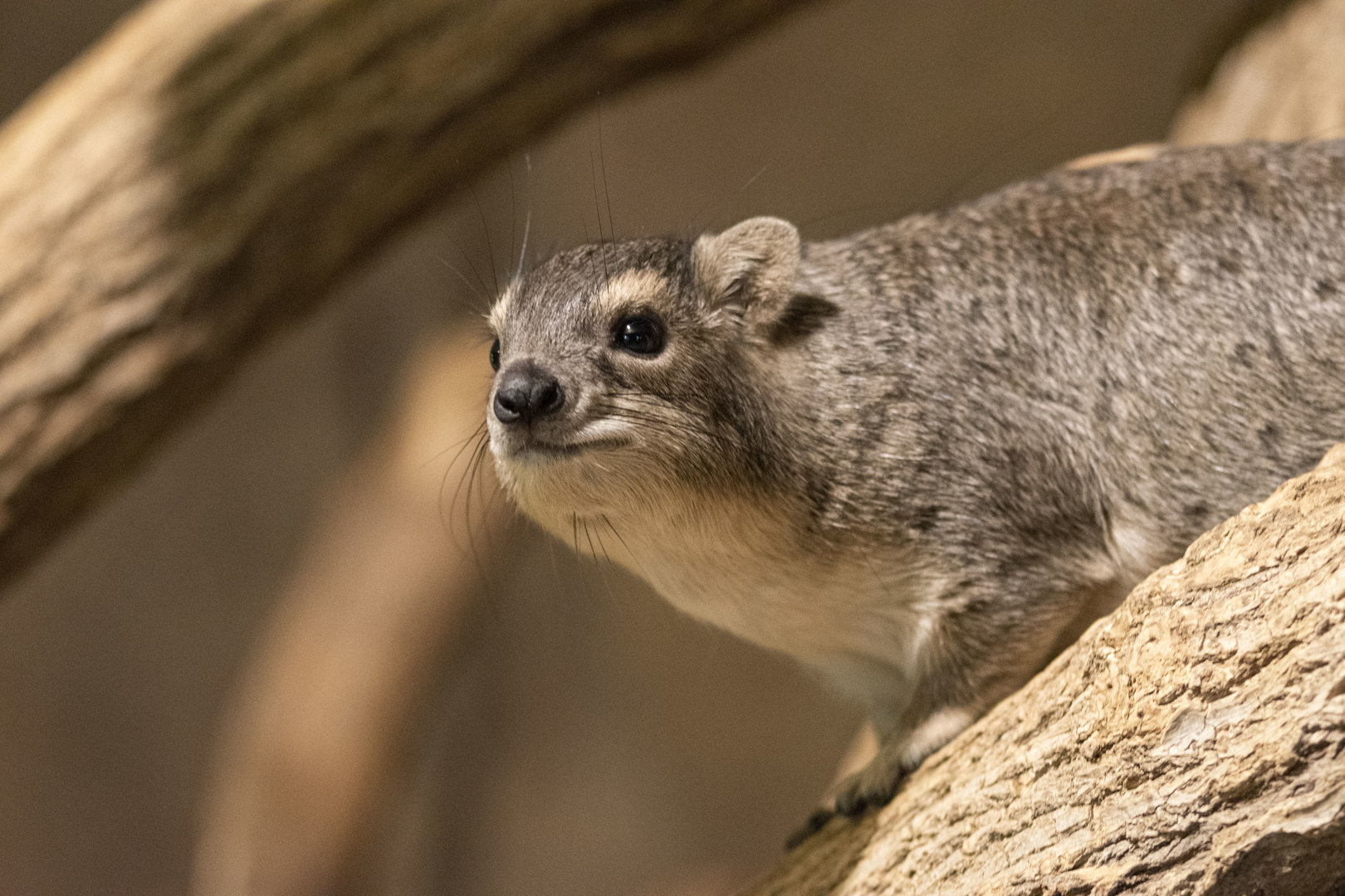 Yellow-spotted rock hyrax (Heterohyrax brucei)