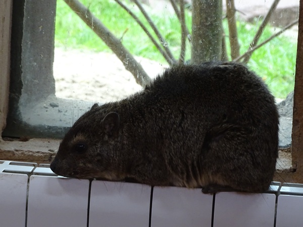 Yellow-spotted rock hyrax (Heterohyrax brucei)