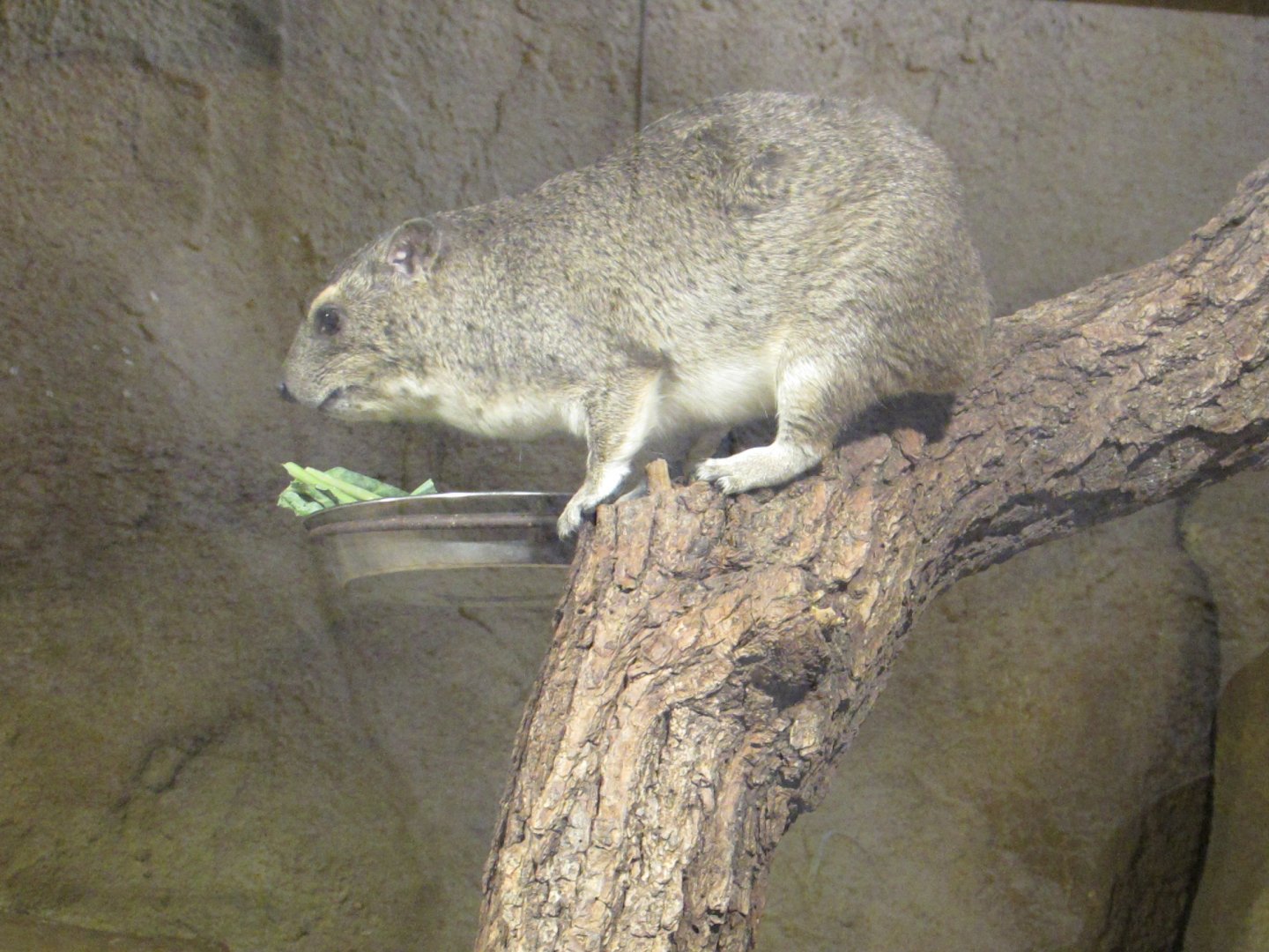 Yellow-spotted Rock Hyrax - July/2017