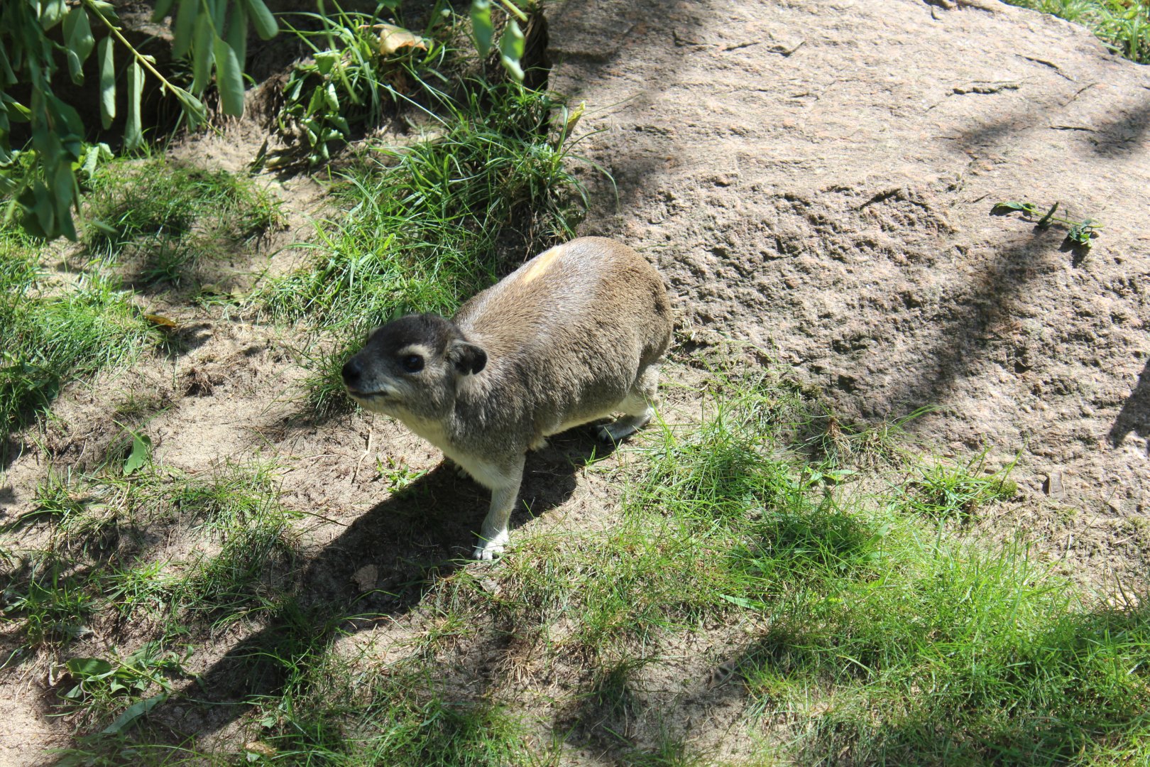 Yellow-spotted Rock Hyrax - July 2019