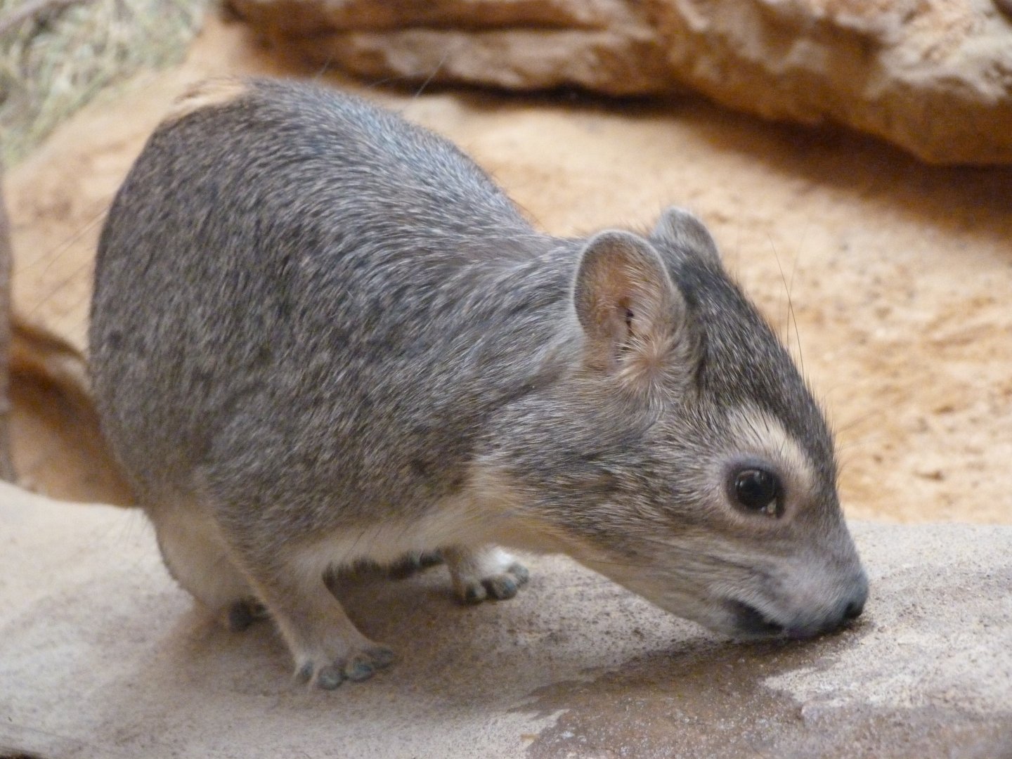 Yellow-spotted rock hyrax -Zoo Plzeň (2025)