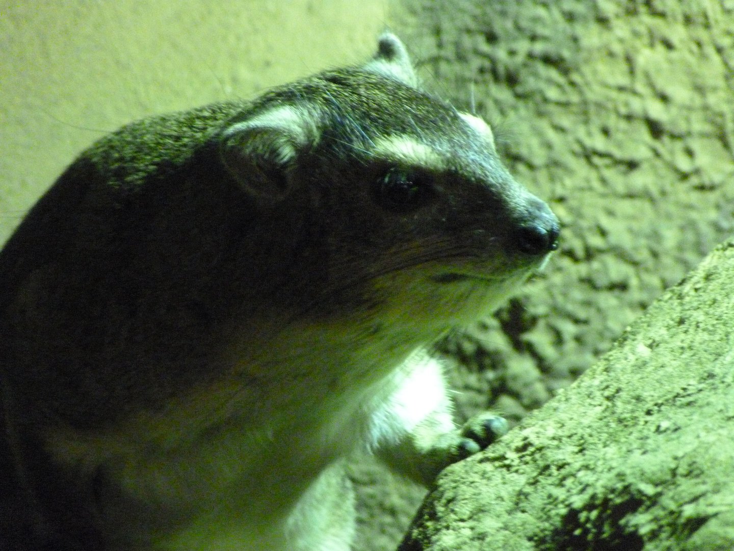 Yellow-spotted rock hyrax -Zoo Praha (2025)