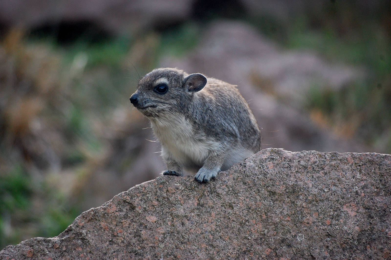 Yellow Spotted Rock Hyrax