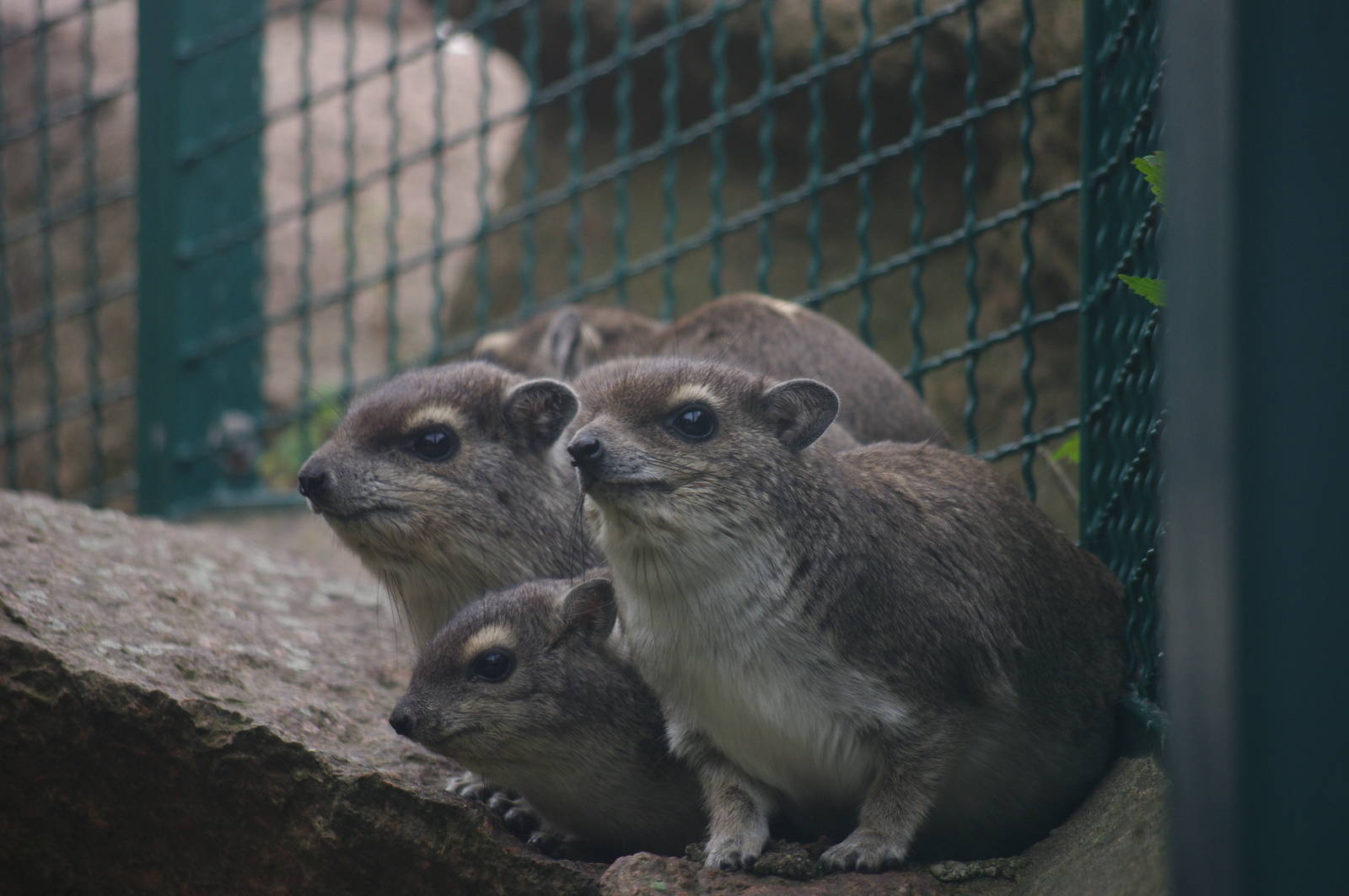 Yellow-Spotted Rock Hyrax