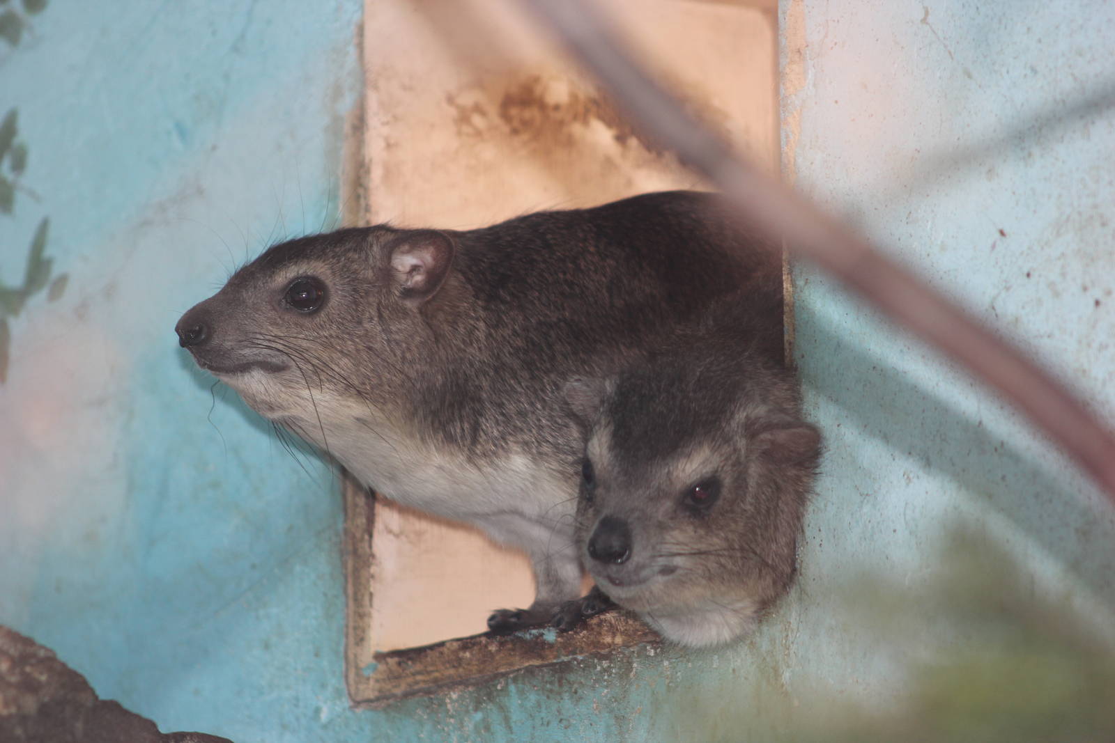 Yellow-spotted rock hyrax