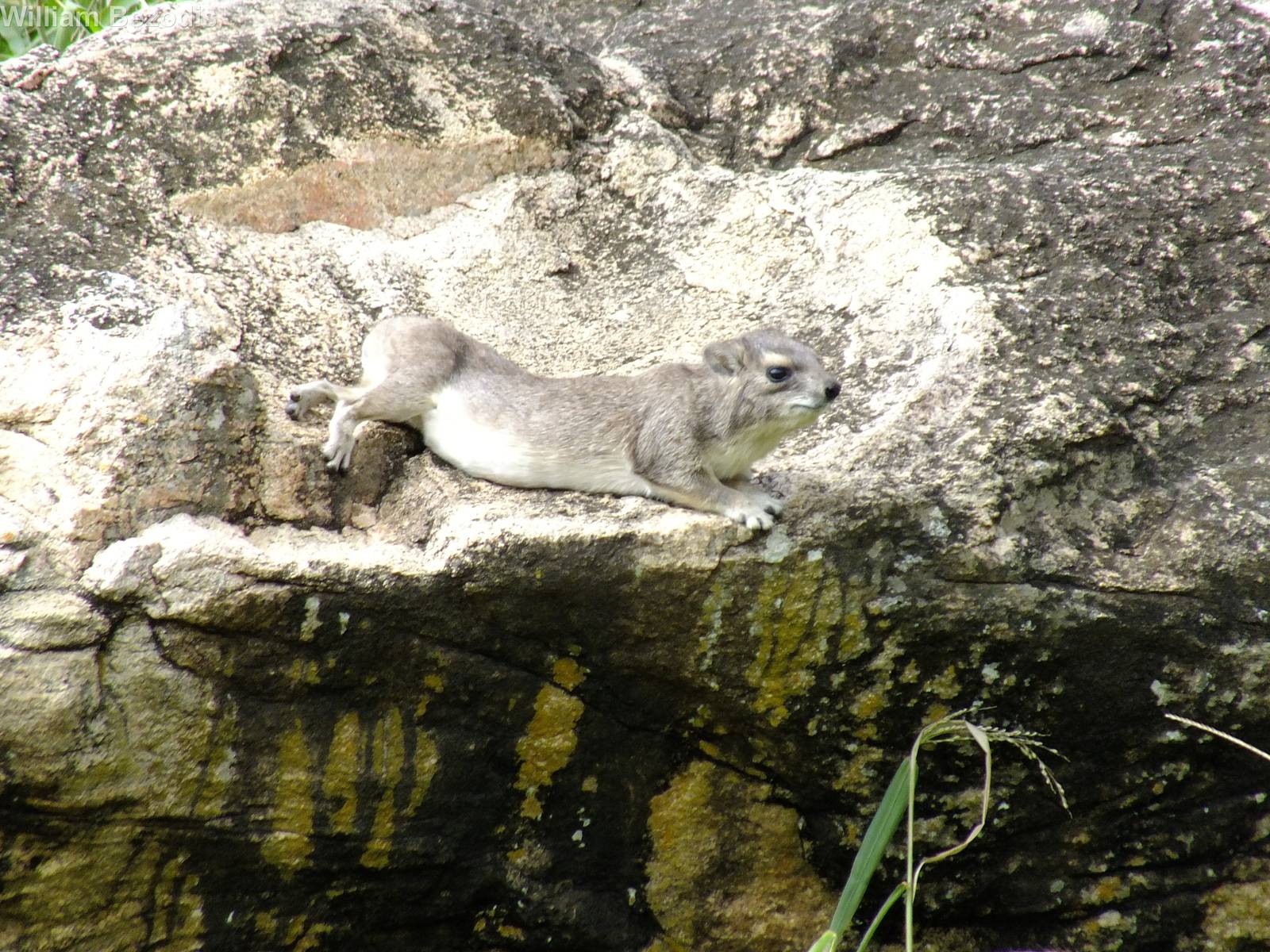 Yellow-spotted Rock Hyrax
