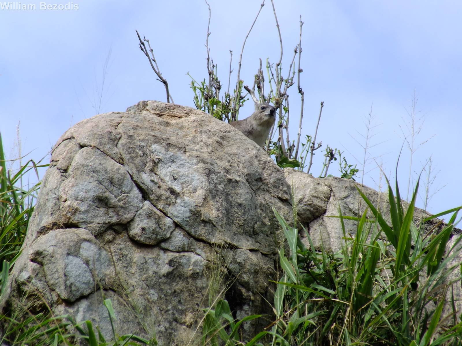 Yellow-spotted Rock Hyrax