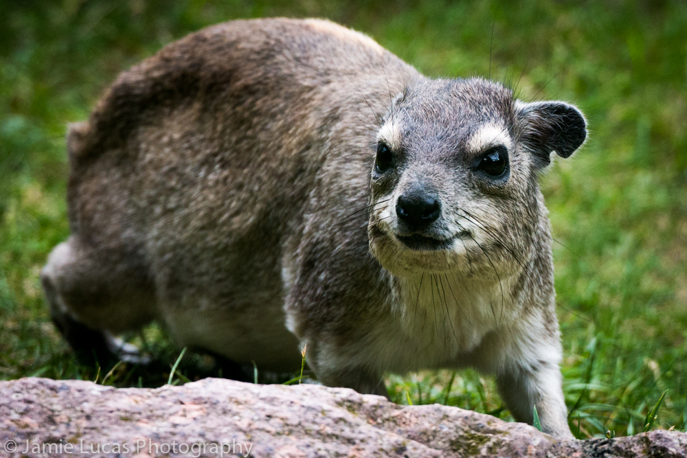 Yellow-spotted rock hyrax