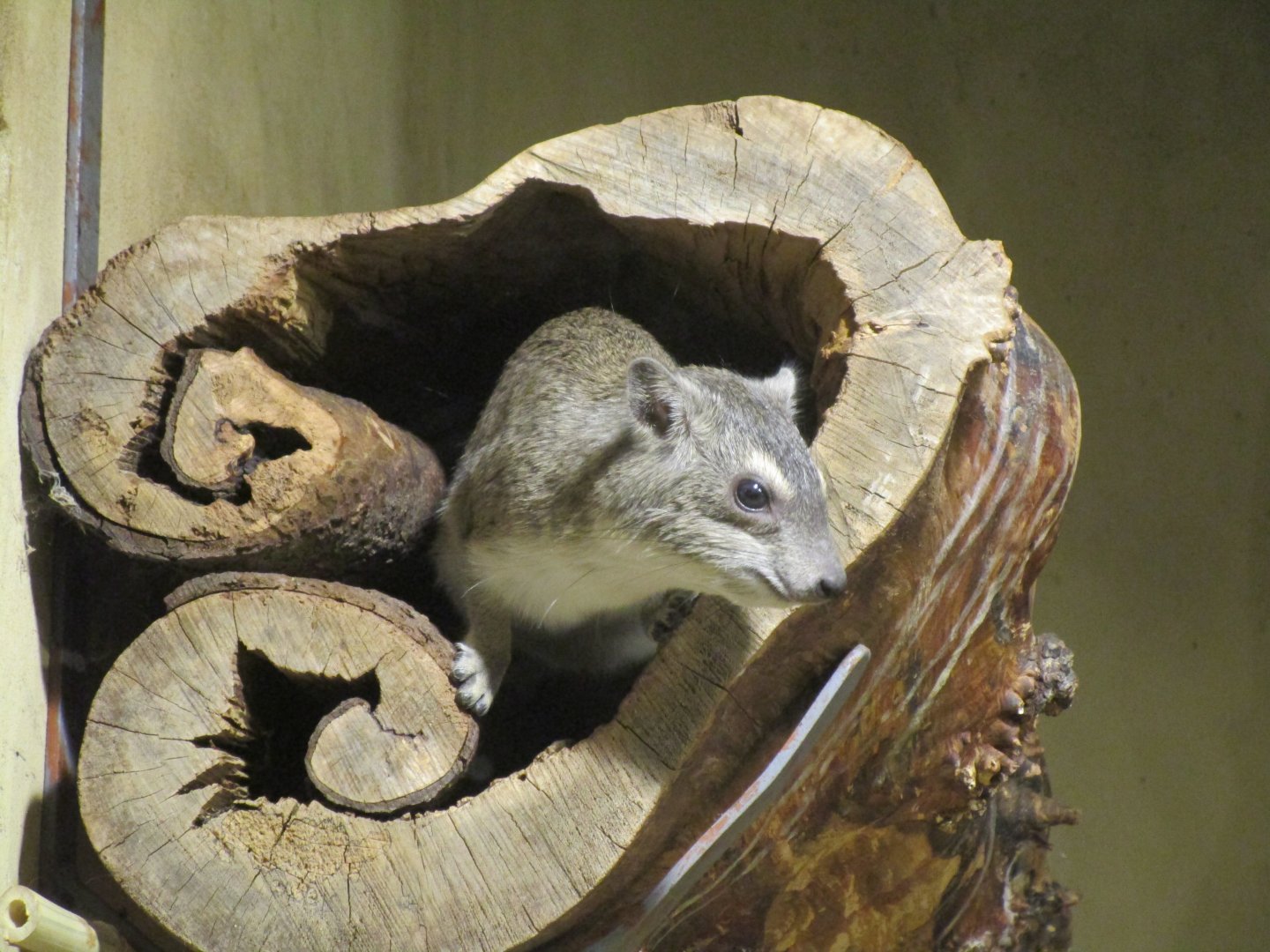 Yellow-spotted rock hyrax