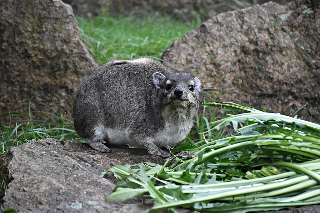 Yellow-spotted rock hyrax