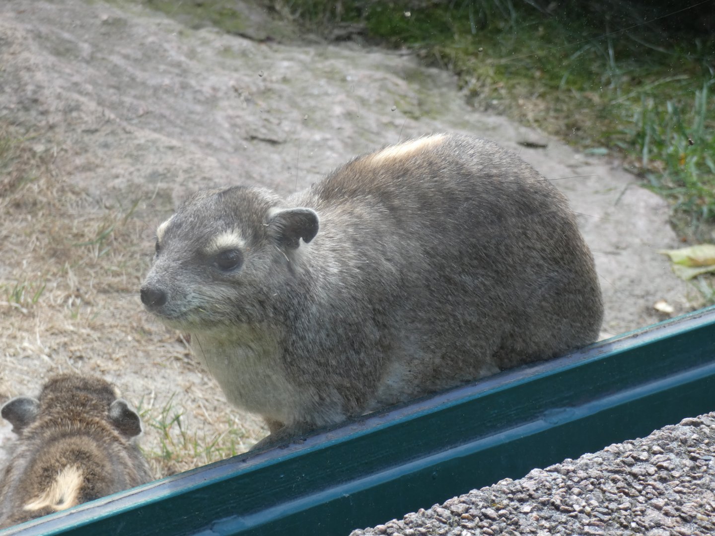 Yellow-spotted Rock Hyrax