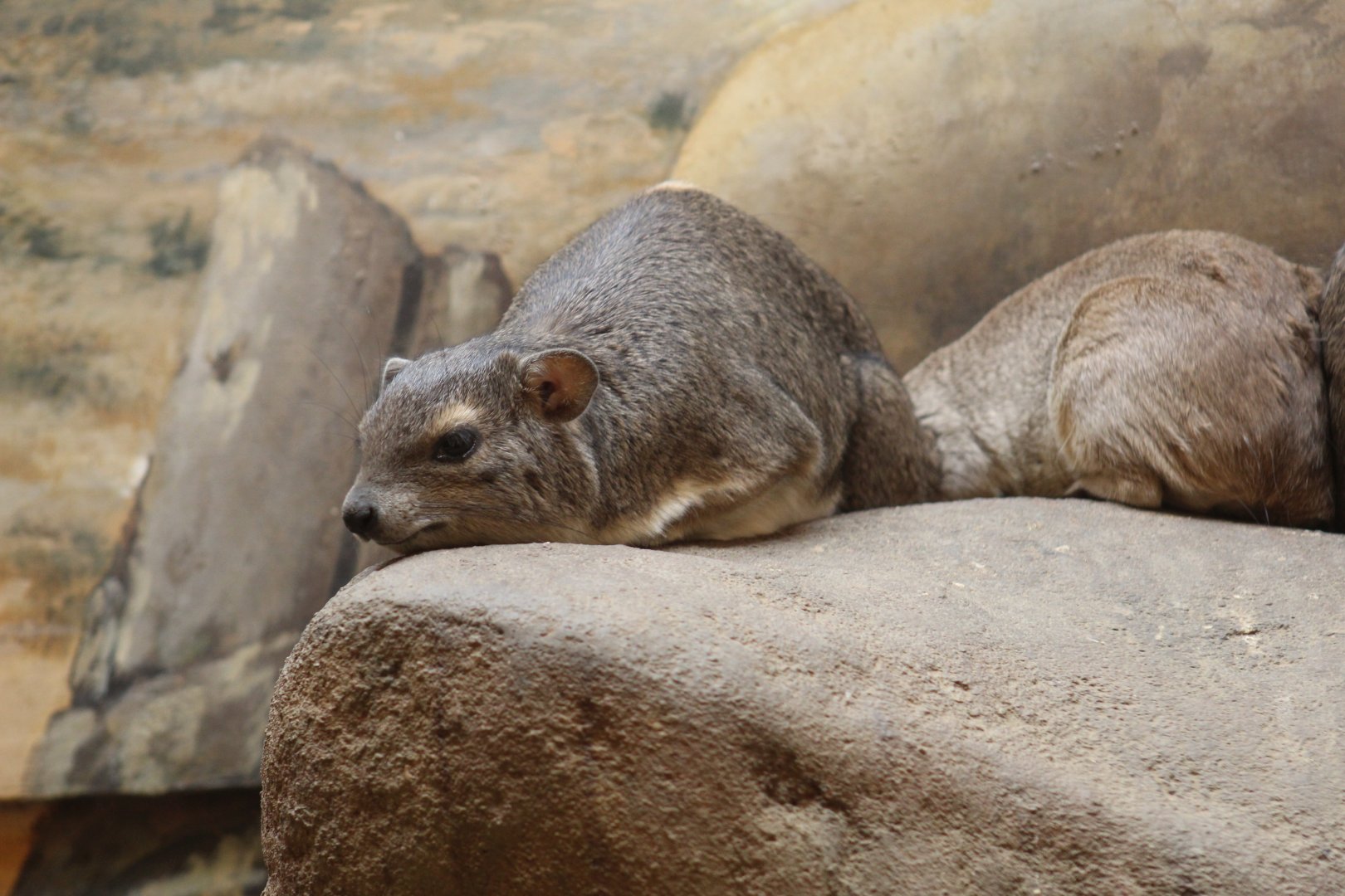 Yellow-Spotted Rock Hyrax