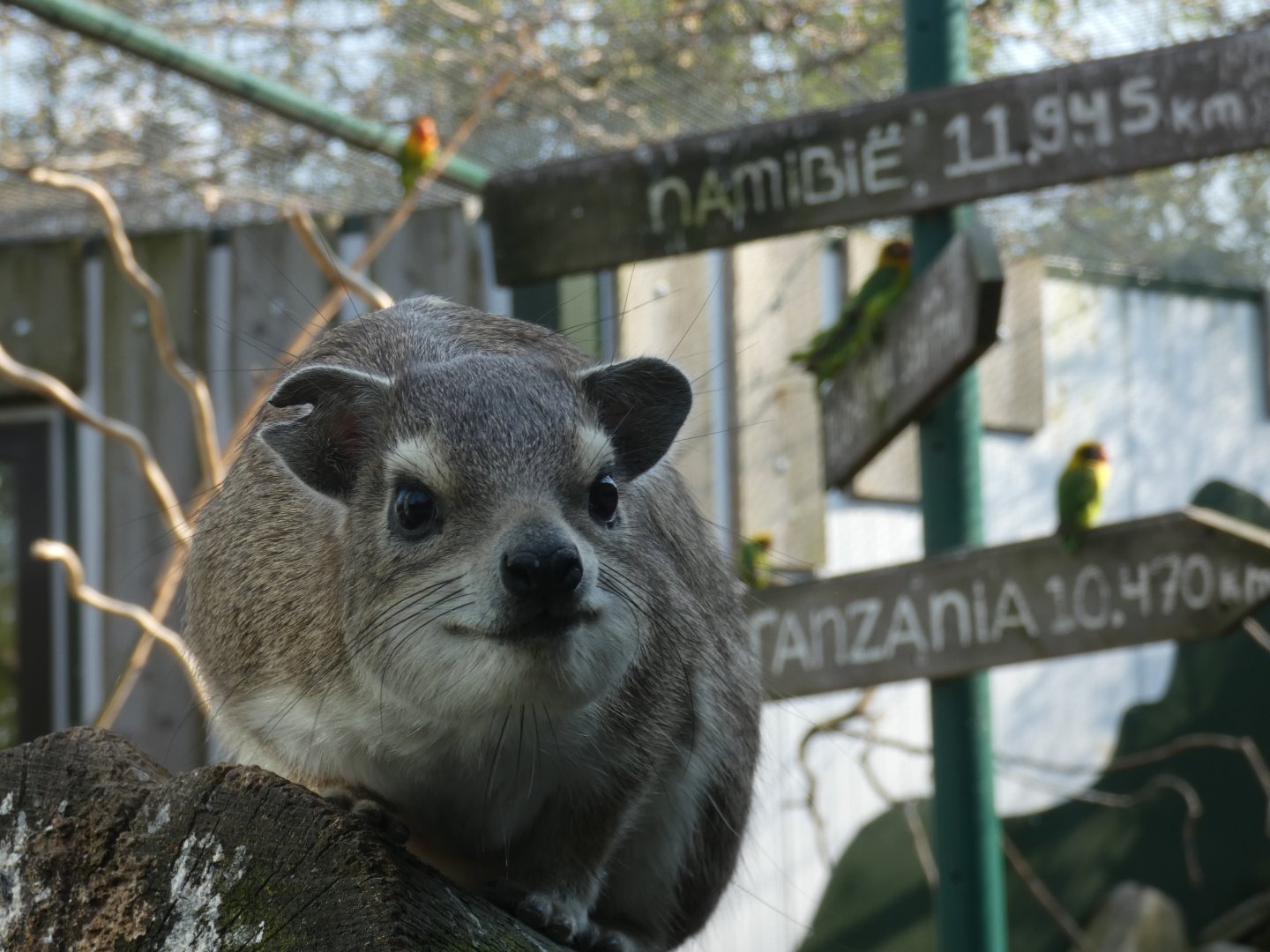Yellow-spotted Rock Hyrax