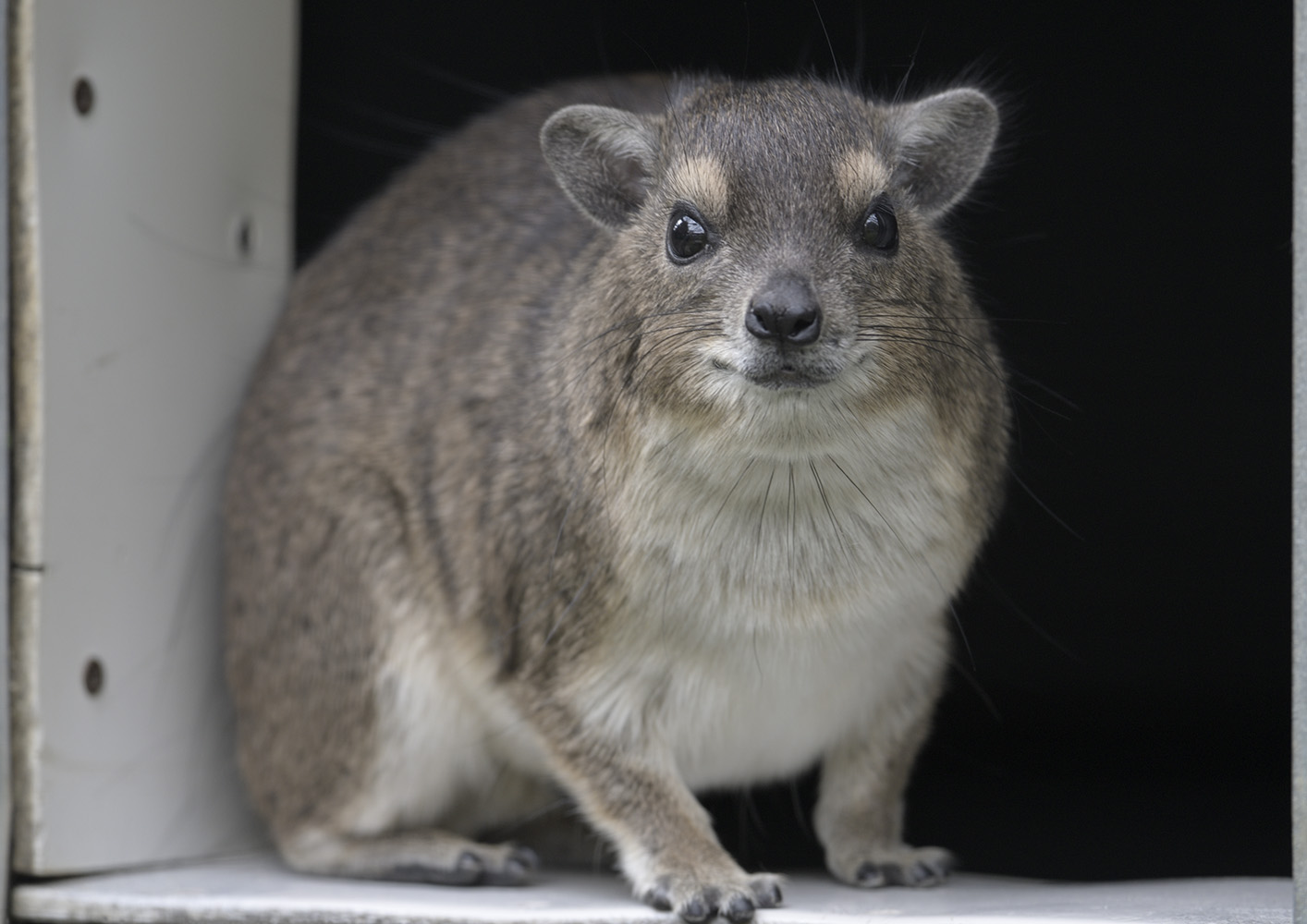 Yellow-spotted rock hyrax