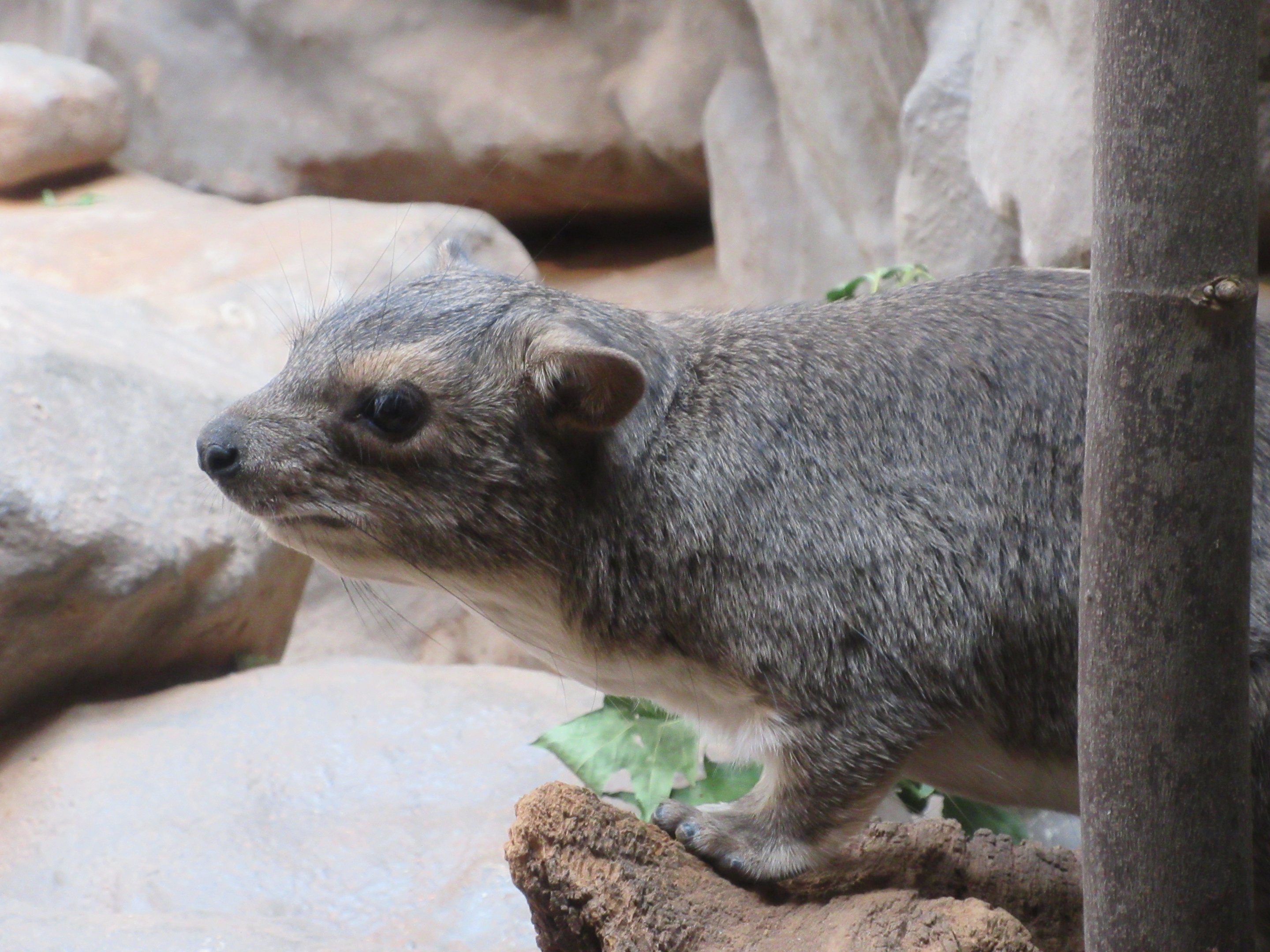 Yellow-spotted Rock Hyrax