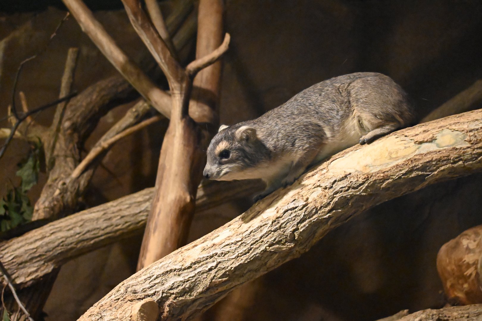 Yellow-spotted Rock Hyrax