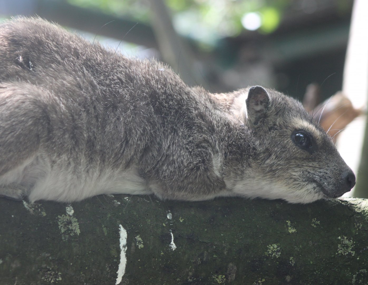 Yellow-spotted rock hyrax