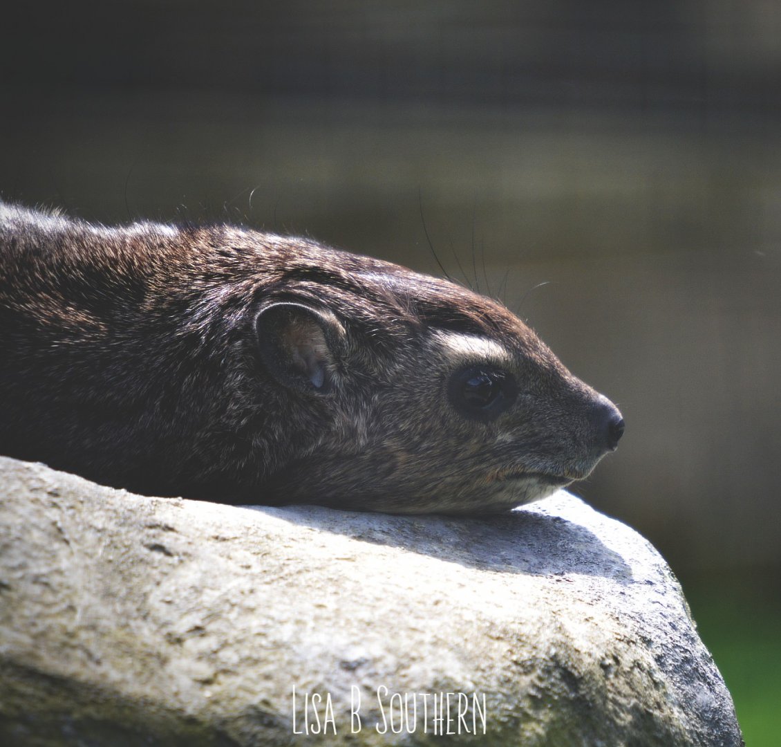 yellow spotted rock  hyrax