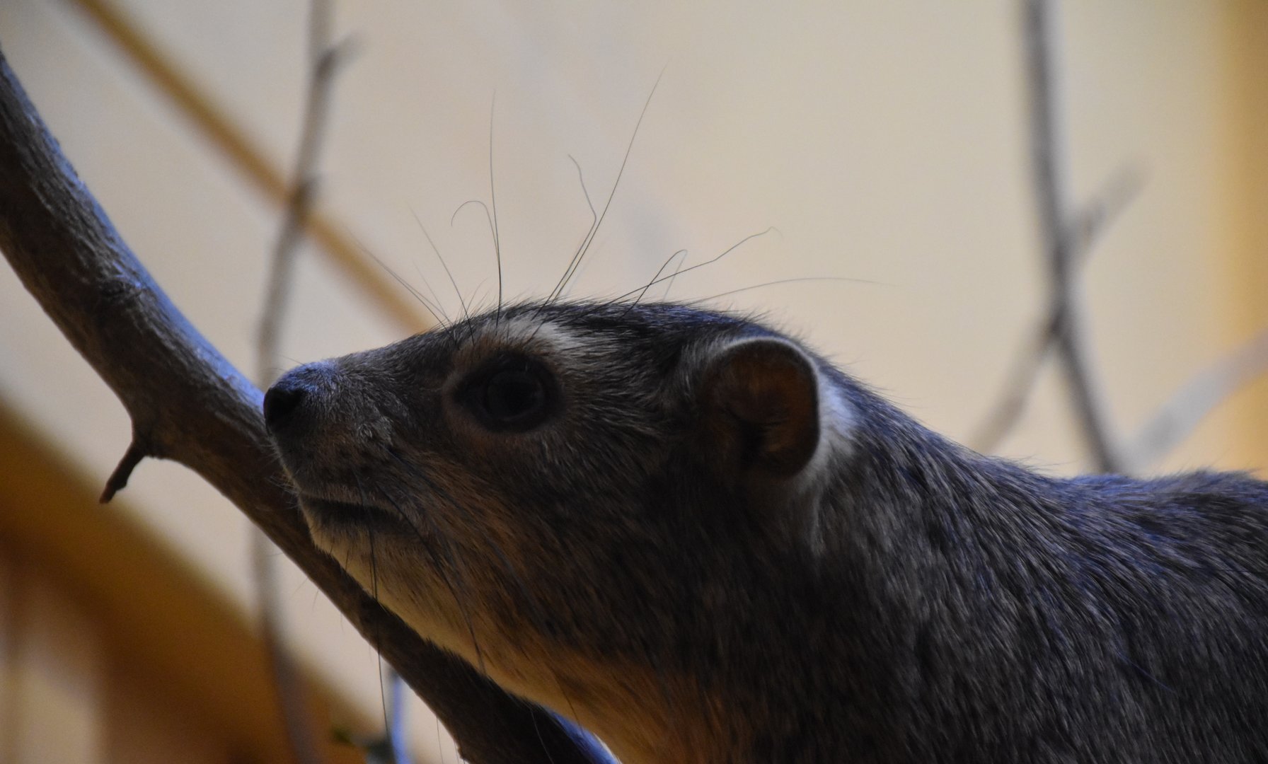 Yellow-spotted rock hyrax