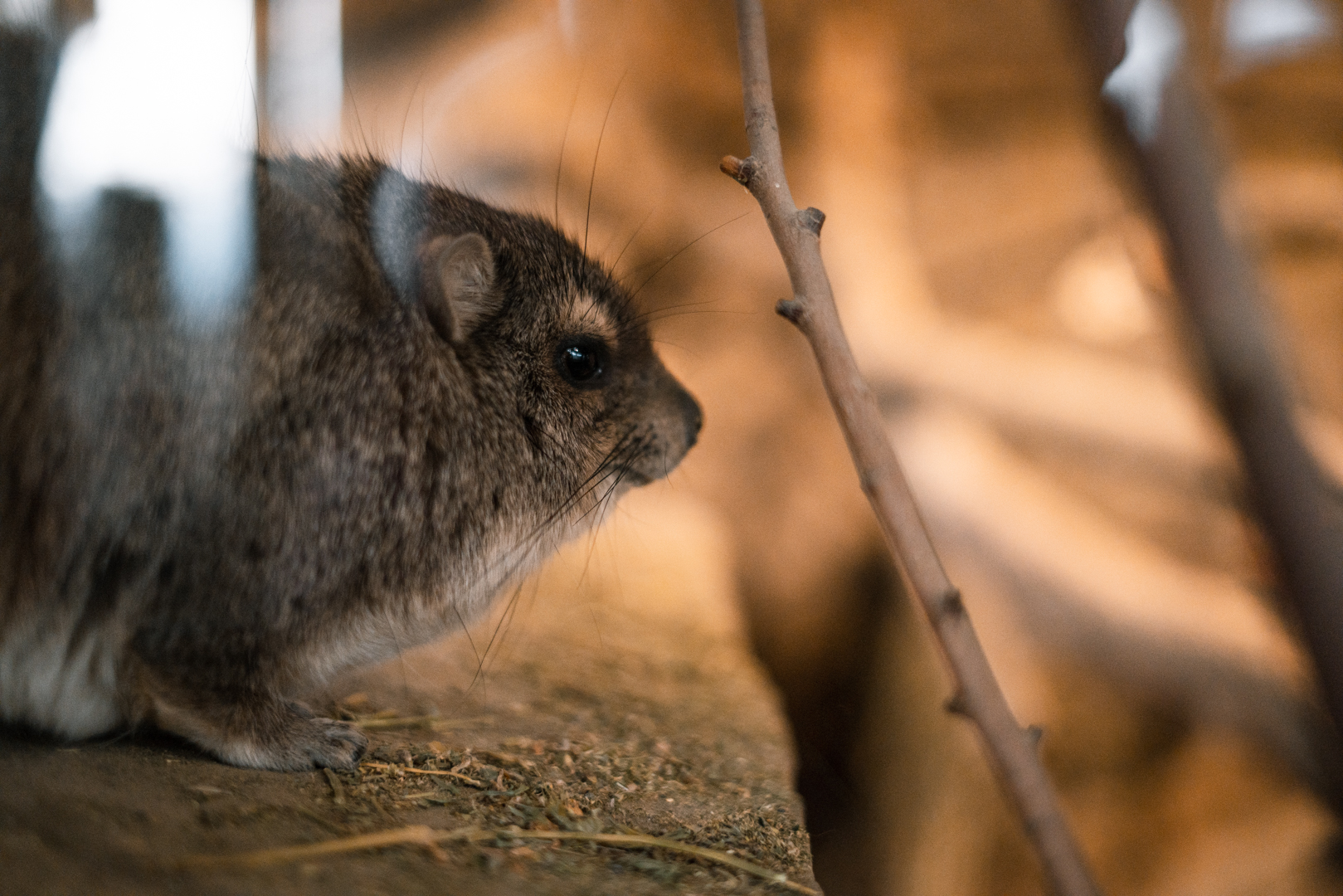Yellow-Spotted Rock Hyrax