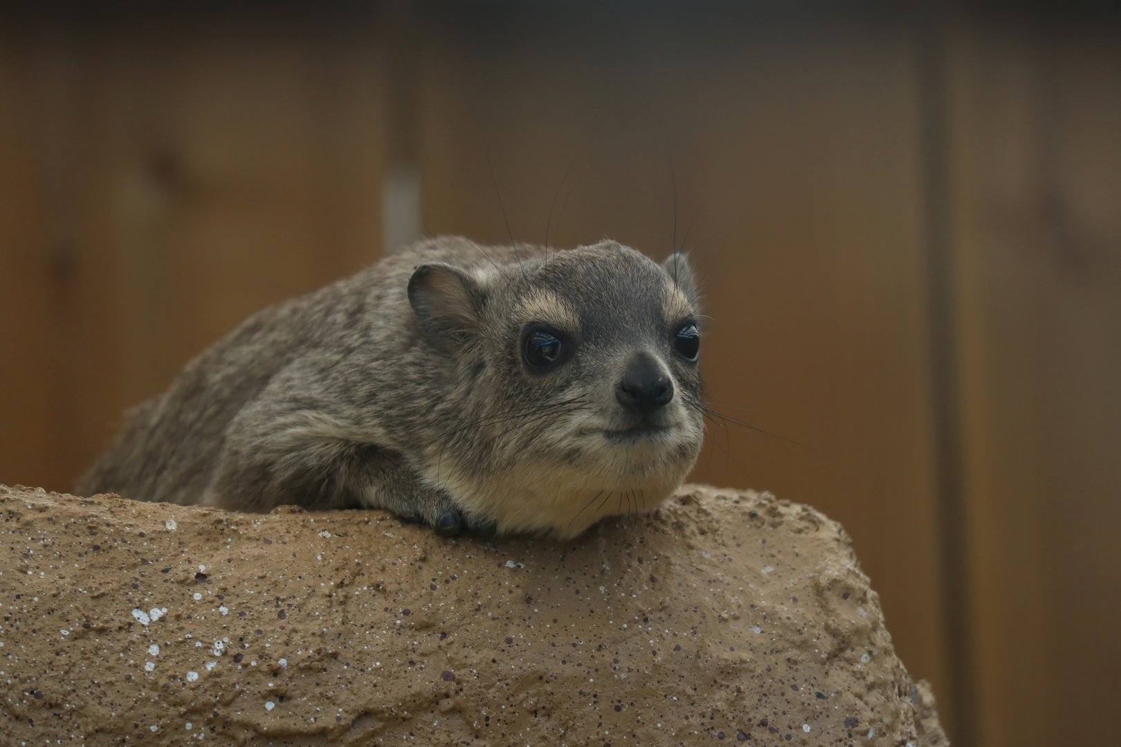 Yellow-spotted rock hyrax
