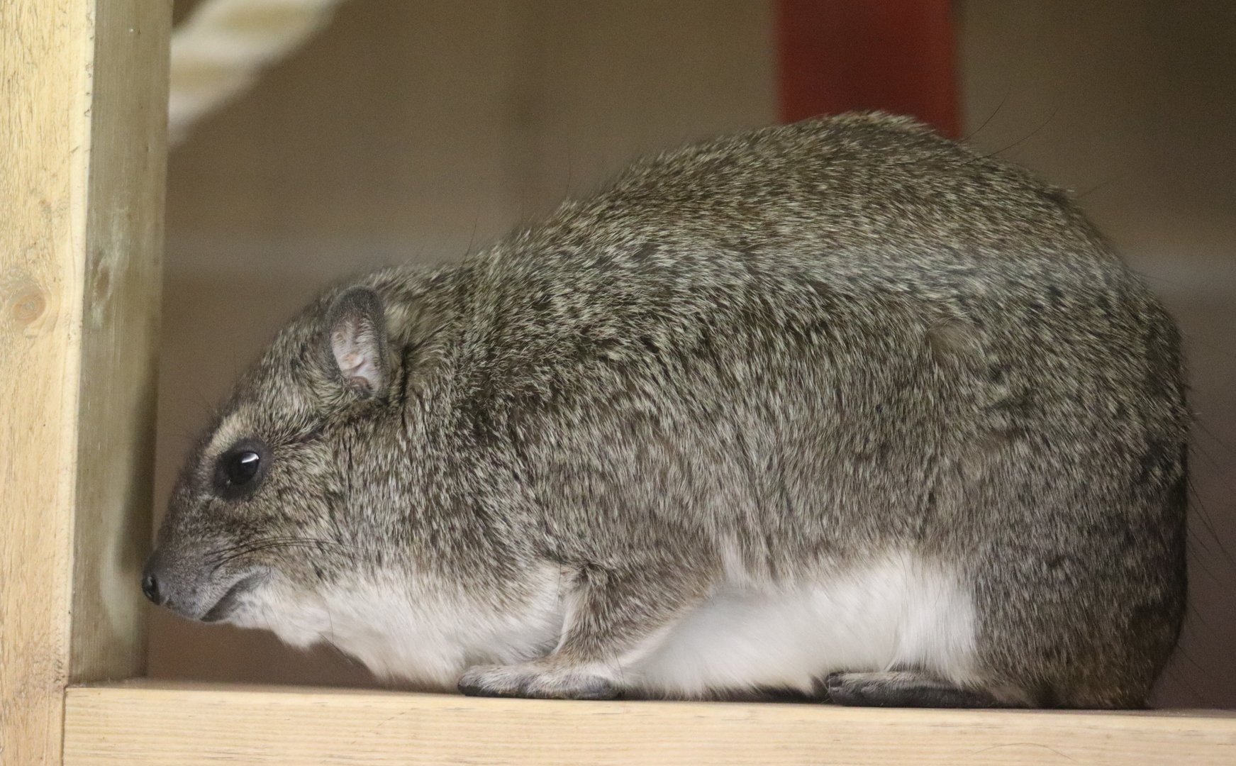 Yellow-spotted Rock Hyrax