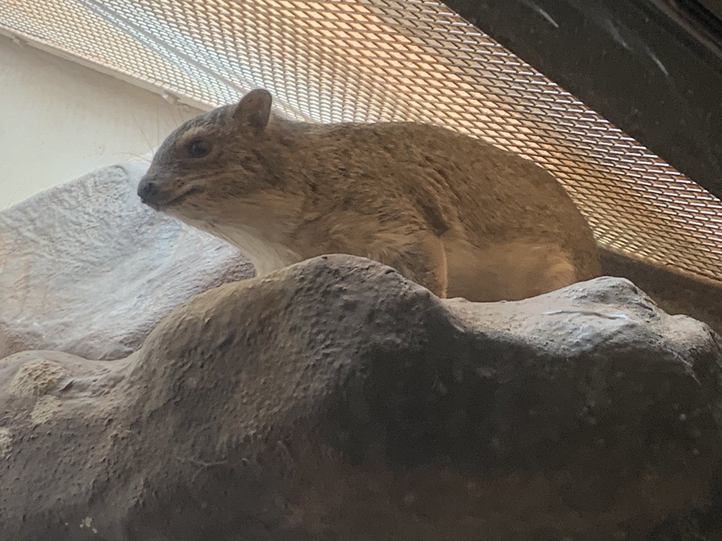 Yellow-spotted rock hyrax