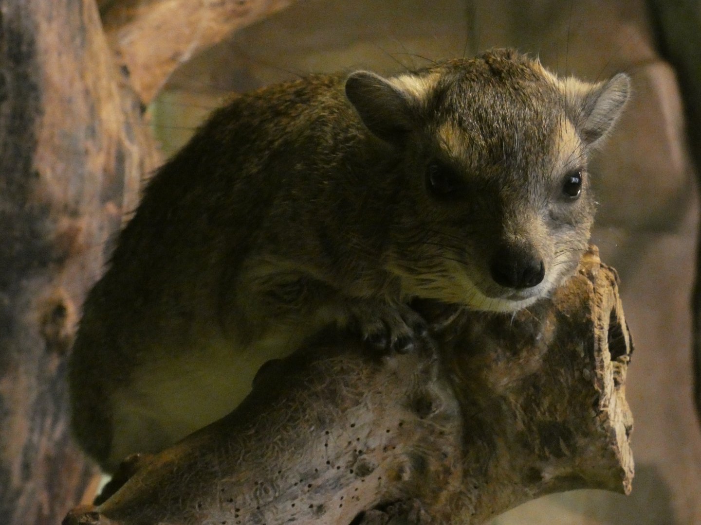 Yellow-spotted rock hyrax