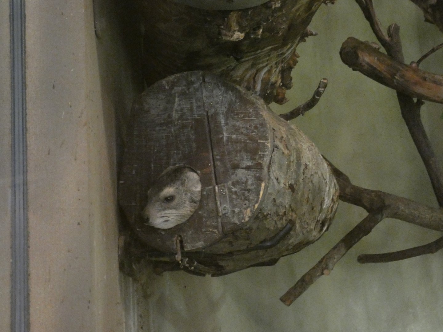 Yellow-spotted rock hyrax