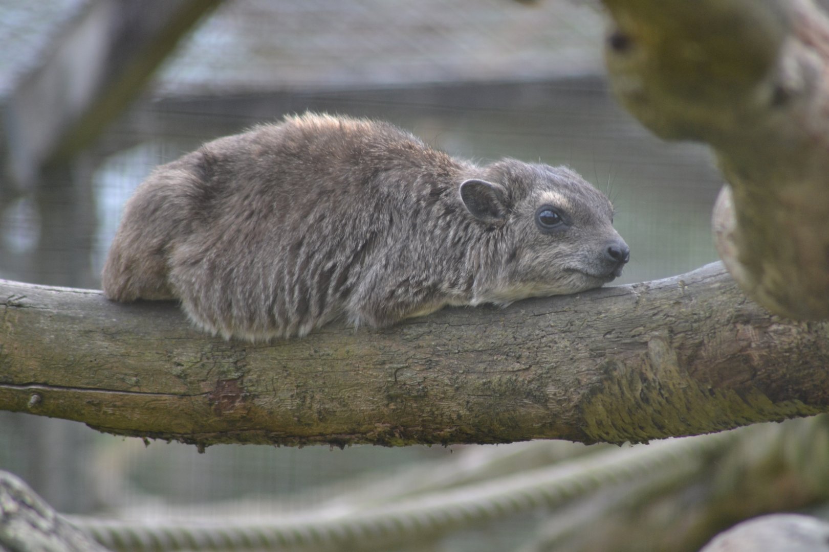 Yellow-spotted rock hyrax