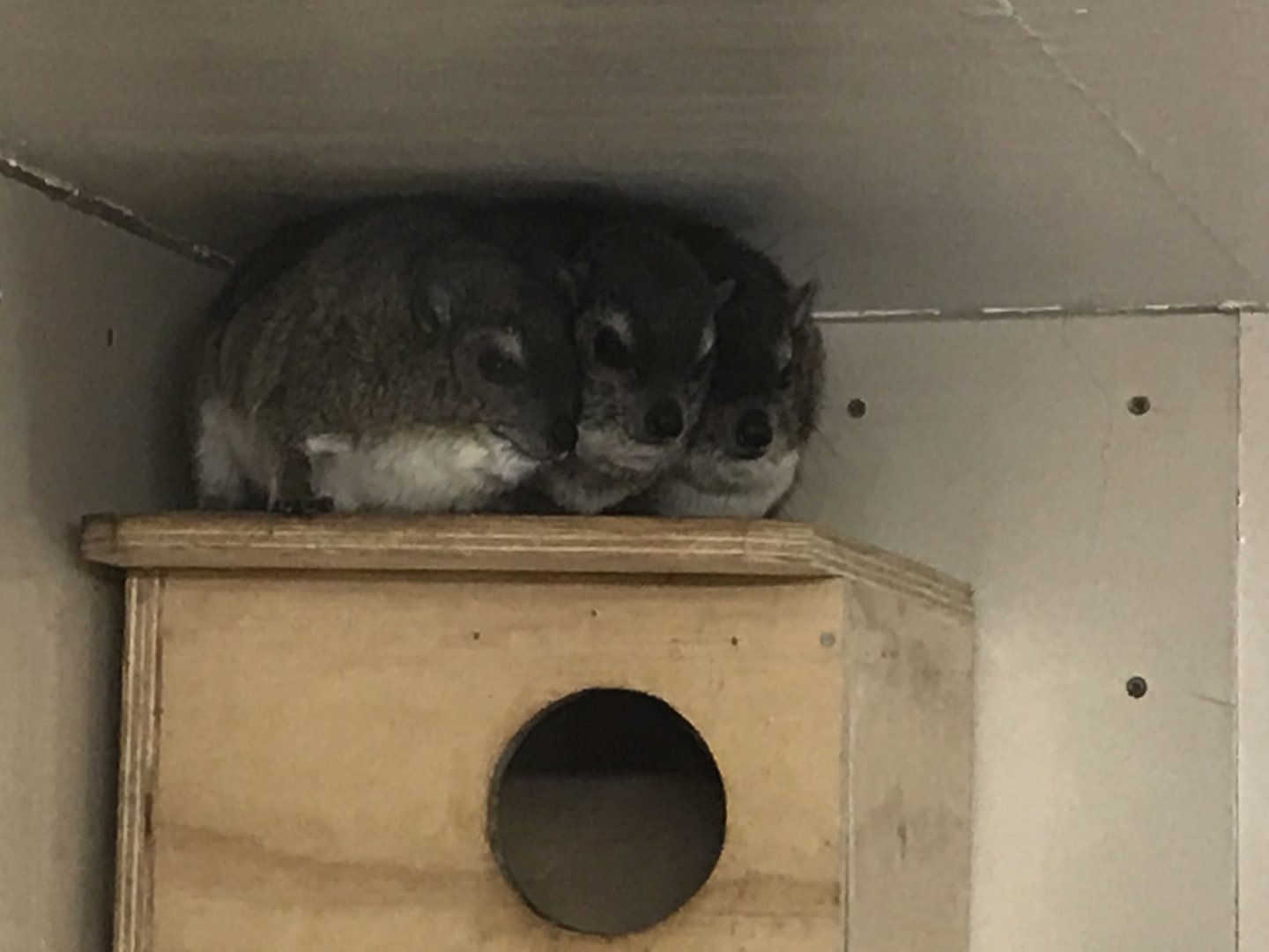Yellow-spotted rock hyraxes 100819