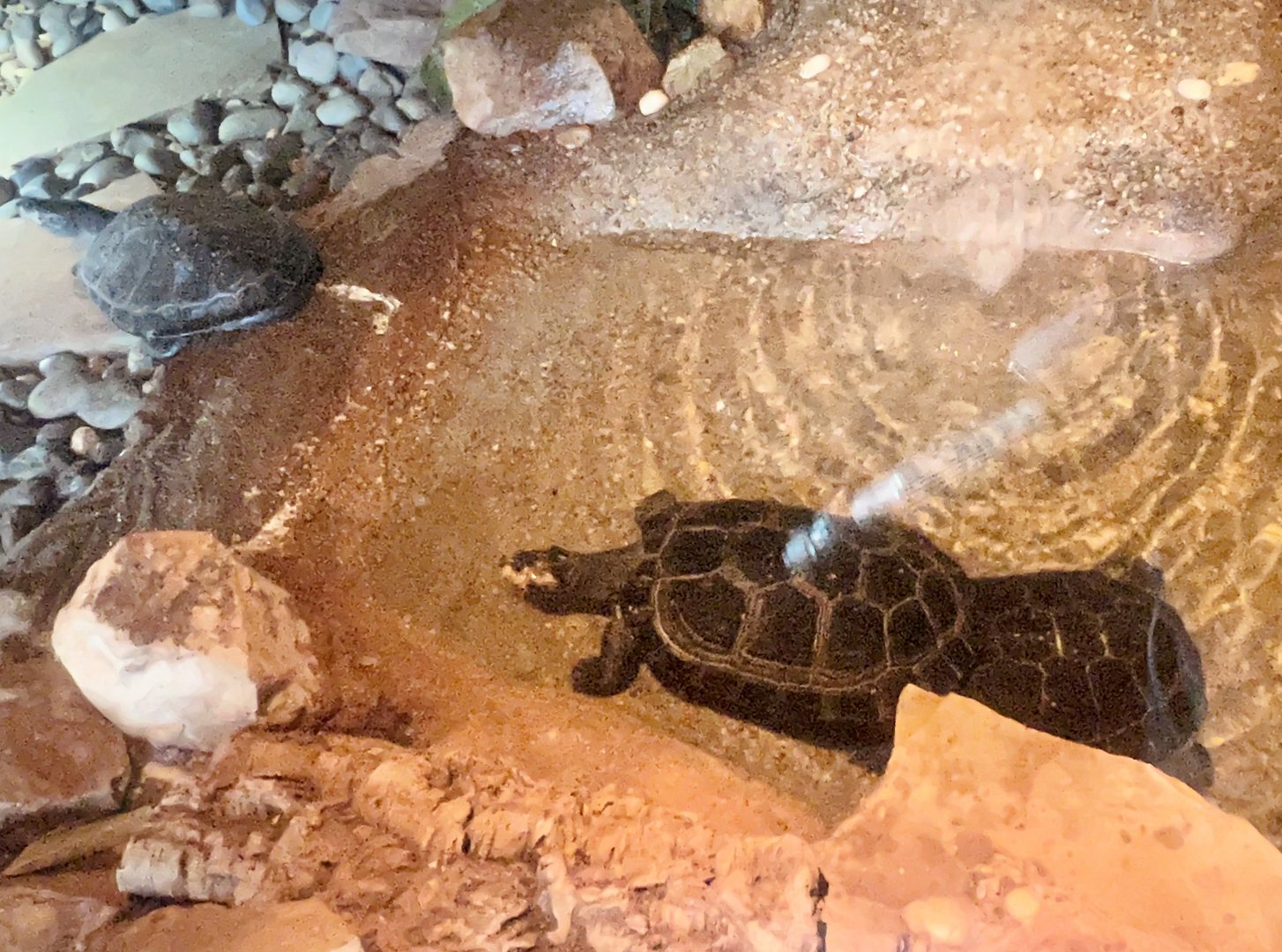 Yellow-spotted Side-necked Turtle