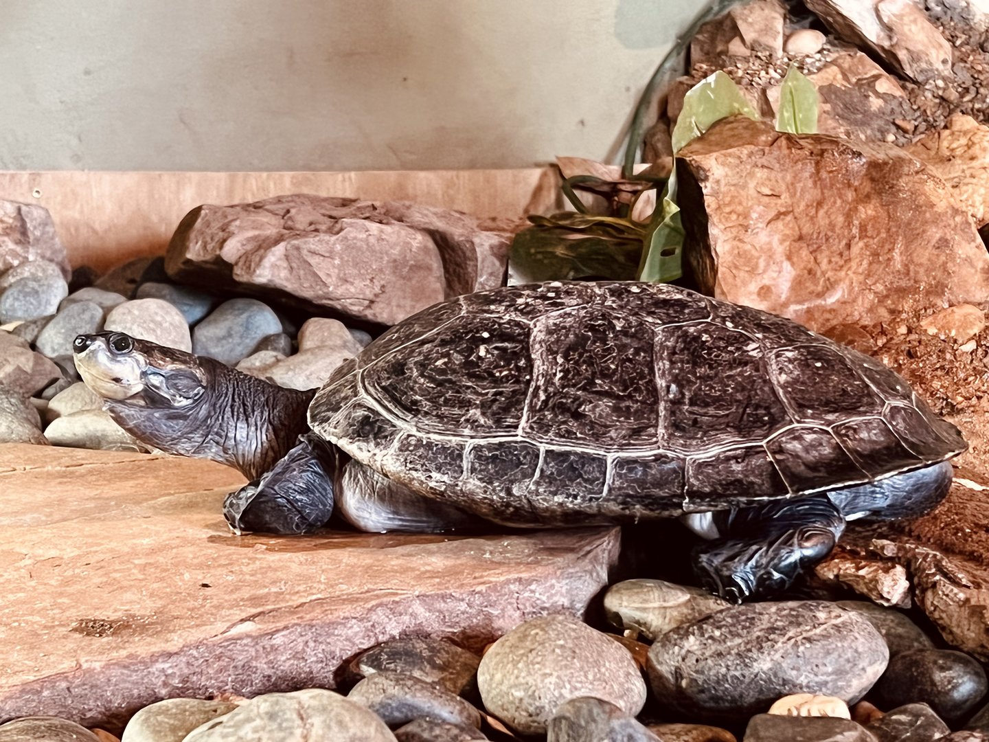 Yellow-Spotted Side-necked Turtle