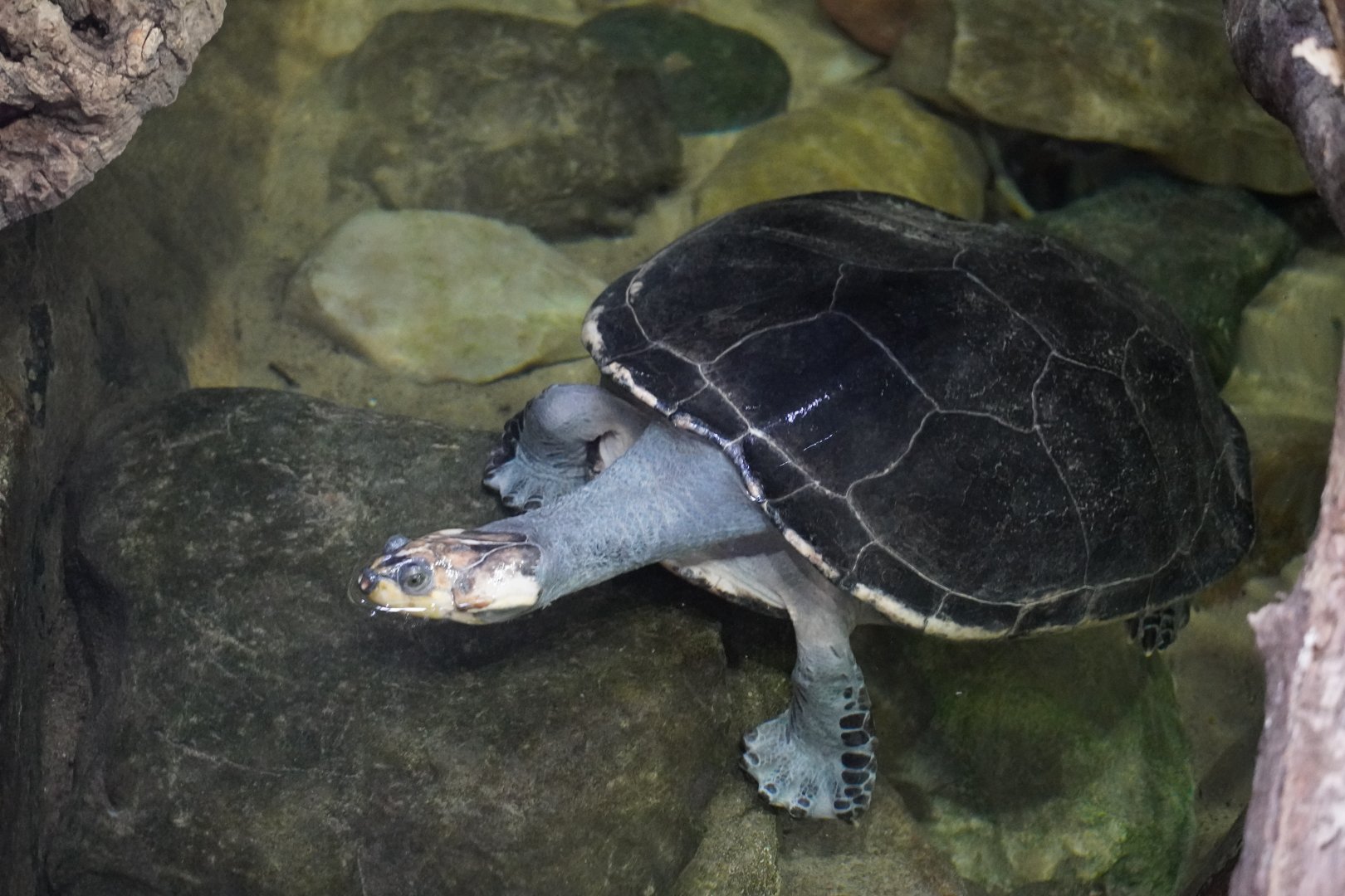 Yellow-Spotted Side-Necked Turtle