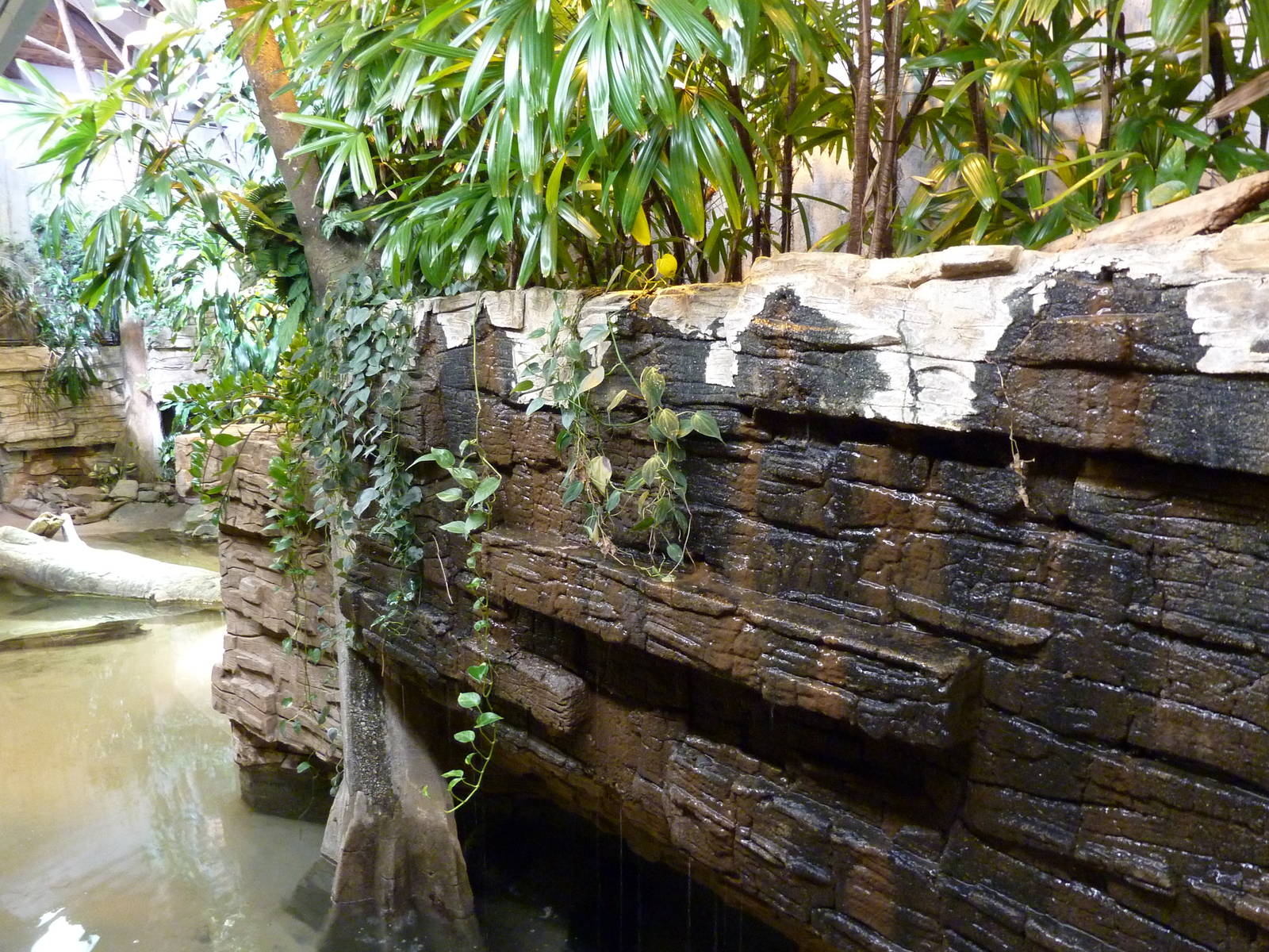 Yellow-Spotted Sideneck Turtle Exhibit