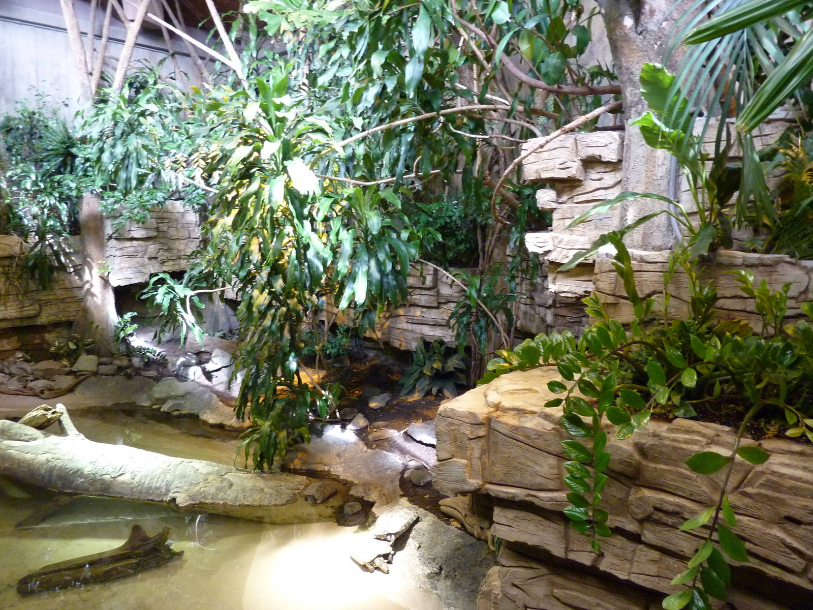 Yellow-Spotted Sideneck Turtle Exhibit